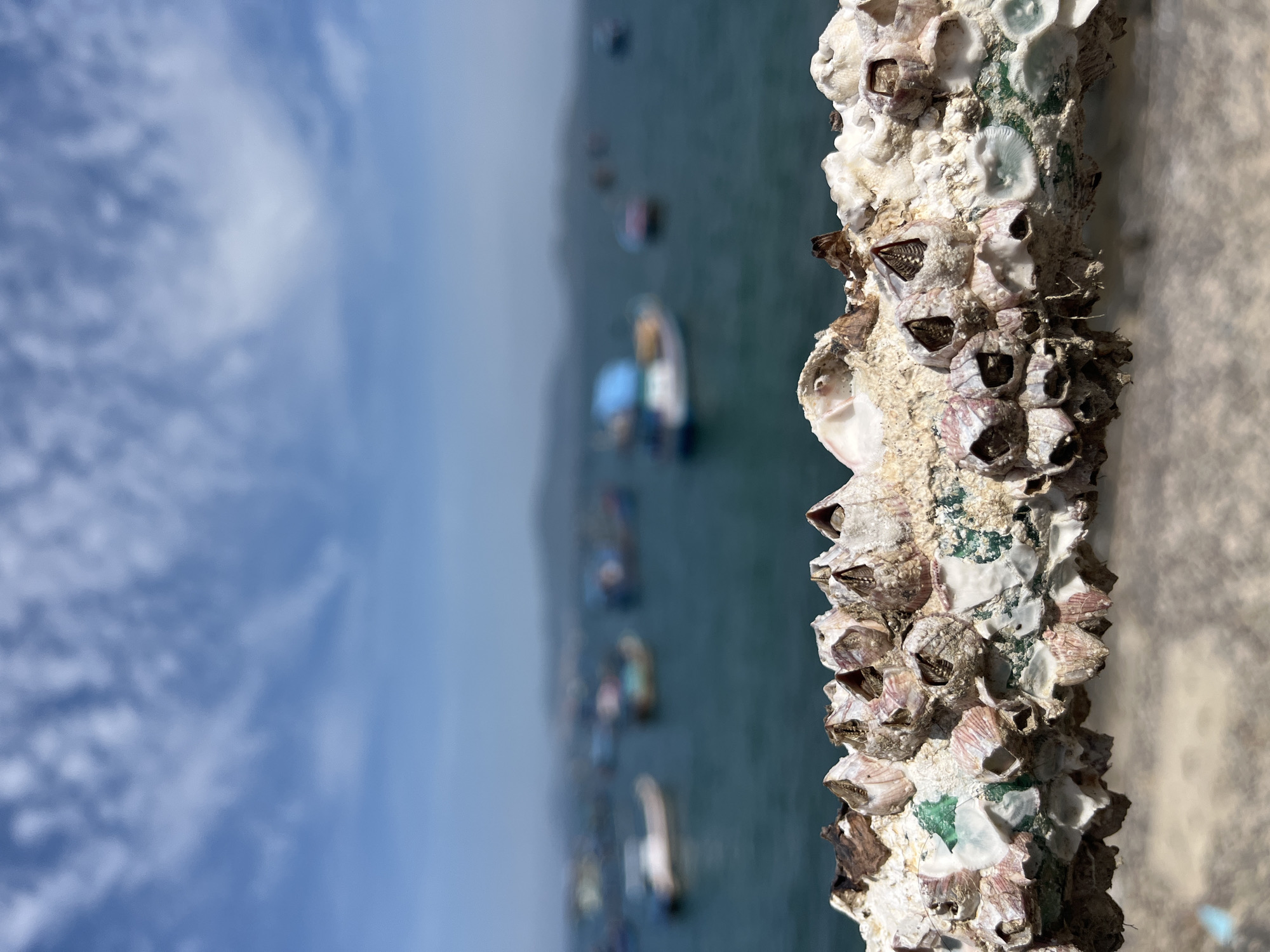A close-up, horizontal shot focuses on a weathered, textured metal railing encrusted with barnacles. The barnacles are of various sizes, predominantly white and pinkish-brown, with some showing green algae growth. The railing itself appears rusty and worn.
In the blurred background, a body of water, likely the sea, is visible under a bright, partly cloudy sky. Several boats, including some small fishing vessels and larger ones with blue canopies, are scattered across the water. The overall impression is of a coastal scene, possibly a harbor or bay.
The location is identified as Bac Nha Trang Ward, Vietnam. The image captures a raw, natural element (the barnacle-covered railing) against a backdrop of maritime activity. No people are visible in the frame.