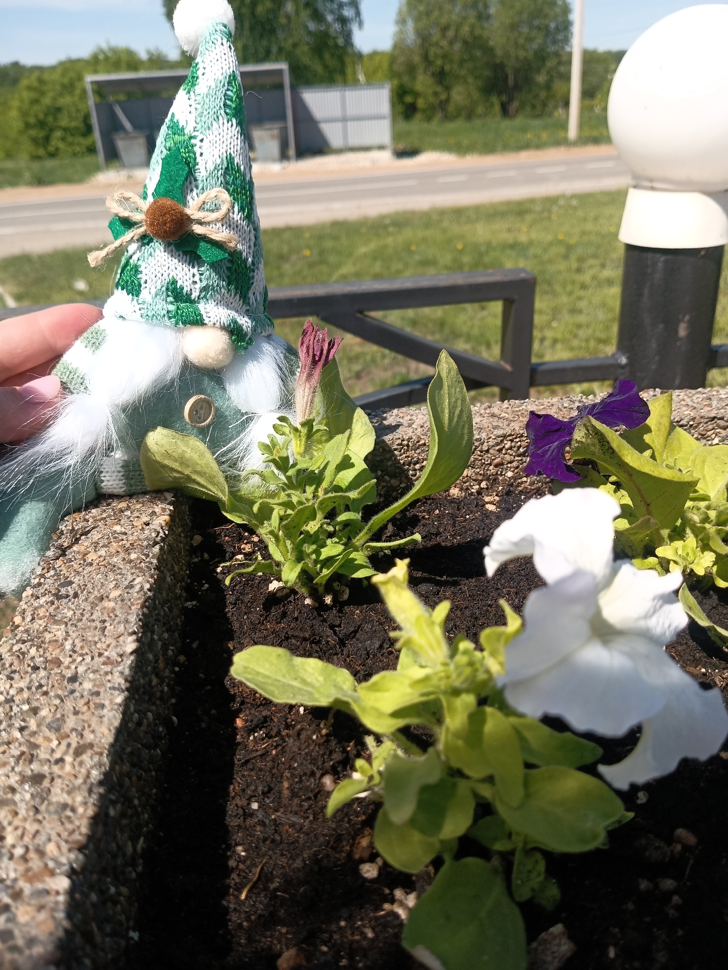A close-up shot captures a flower planter on the edge of a road, near Фоки, Russia. Within the planter, flowers in shades of white and purple bloom amidst green foliage. A decorative gnome figurine stands beside the plants. The gnome has a green and white patterned hat, a white beard, and a button on its green tunic. A road and some buildings are visible in the background.
