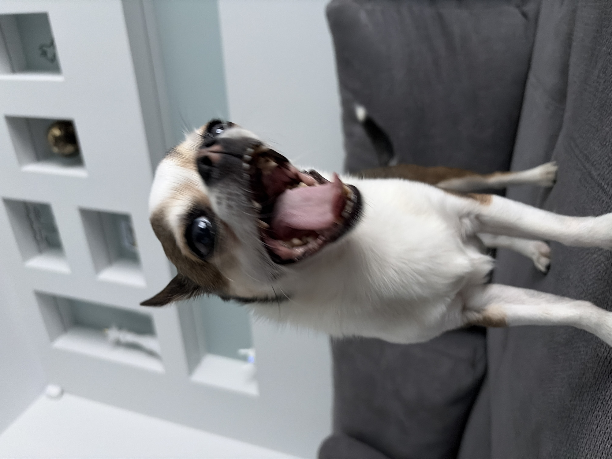 A small dog with a white and brown coat is lying on a gray couch. The dog's mouth is open, and its tongue is visible. The background includes a white wall with recessed shelves. The location is not specified.