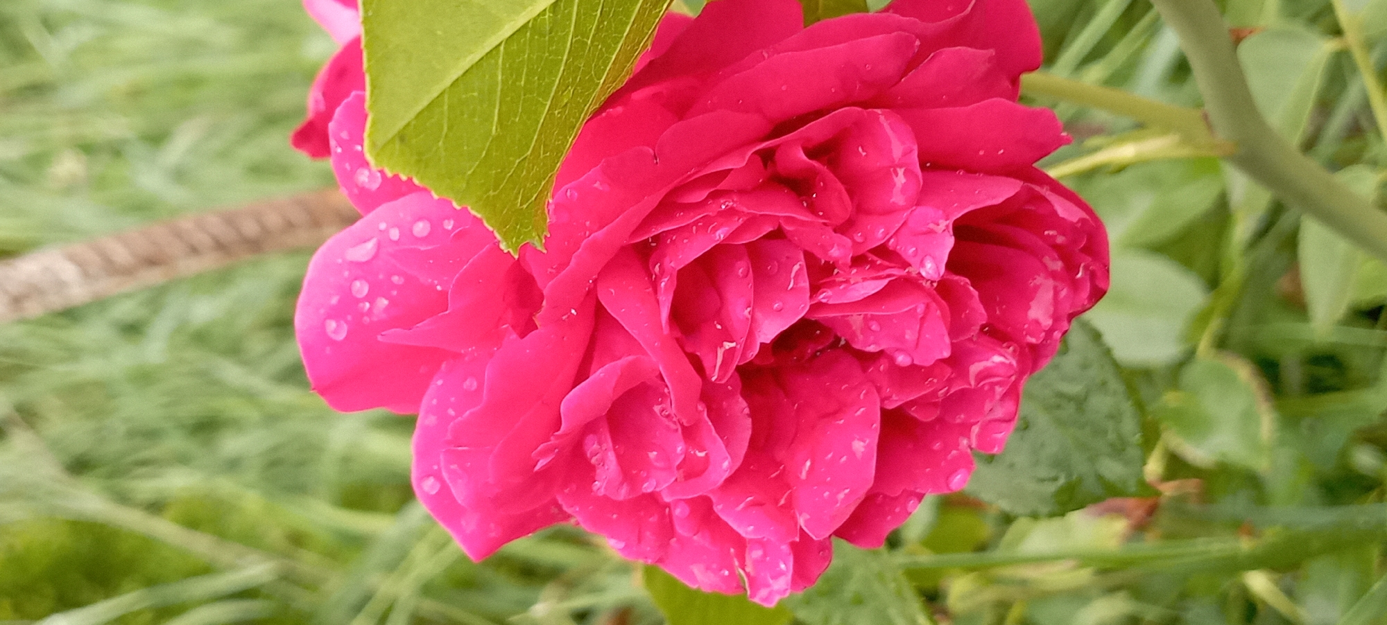 The image is a close-up, vertical, eye-level shot of a vibrant pink rose in bloom, adorned with numerous water droplets. The rose is the primary subject, with its layered petals in sharp focus. The background consists of out-of-focus green foliage, creating a soft bokeh effect. A hint of a thin, brown, vertical object, possibly a tree trunk or post, is visible behind the rose. The lighting appears natural, suggesting it might be daytime. There are no people or animals present in the scene. The image was taken in Radisne, Ukraine.