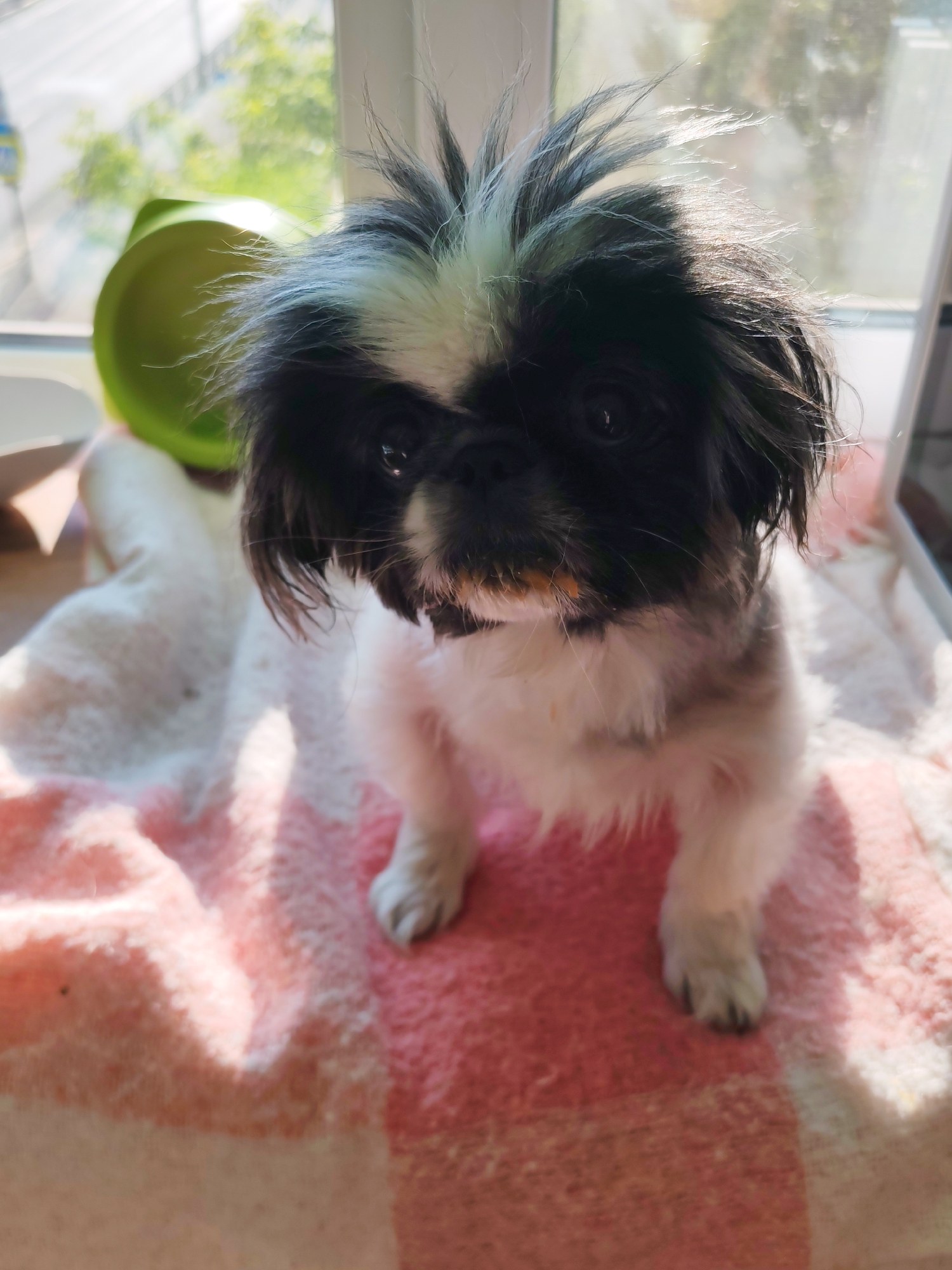 A close-up shot captures a black and white Pekingese dog sitting on a pink and white checkered blanket. The dog's fur is messy, with strands sticking up around its head. Its eyes are dark and round, and there are small specks of orange on its muzzle. Behind the dog, a blurry green bowl is visible on a windowsill, with sunlight streaming in from outside, illuminating a tree with green foliage. The overall environment suggests an indoor setting near a window, likely in a home. The image does not provide any specific information about the city of Izhevsk, Russia.