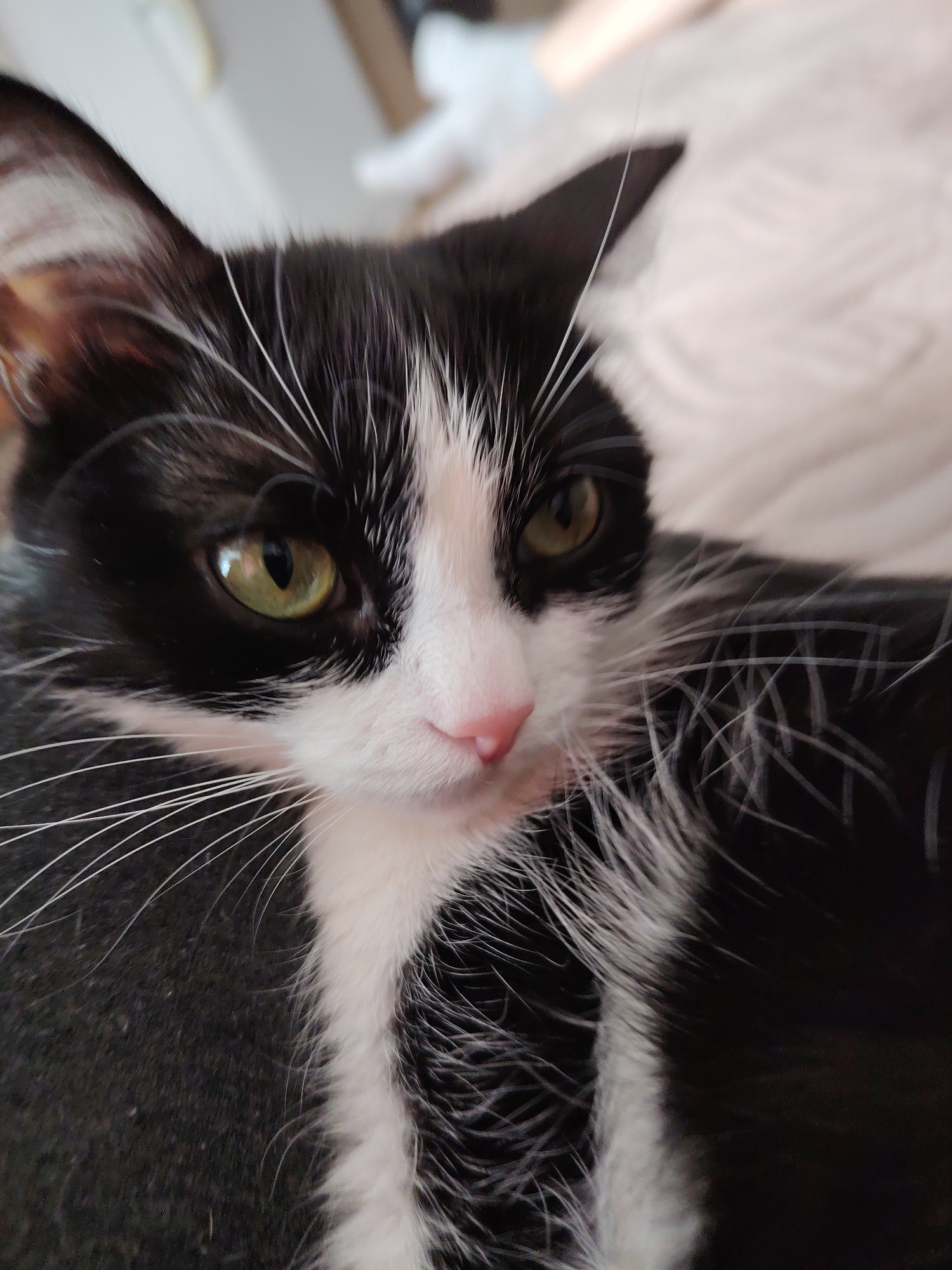A close-up, head-and-upper-chest shot of a domestic cat is captured. The cat exhibits a black and white bi-color coat pattern, commonly referred to as a tuxedo pattern, with black fur predominating on the head and back, contrasting with a distinct white blaze on the muzzle, a white chest, and a white stripe extending down the mid-chest. Its eyes possess green irises with round, dark pupils. A pink nasal planum is visible. Numerous long, white vibrissae (whiskers) extend outwards from the muzzle. The cat's head is slightly angled, with its gaze directed towards the right side of the frame. The background is out of focus, revealing indistinct light-colored, soft textures, suggesting an indoor environment on a textile surface. The foreground appears to be a dark, textured surface supporting the cat. There are no other subjects, actions, or interactions depicted. Location: Unknown, Unknown.