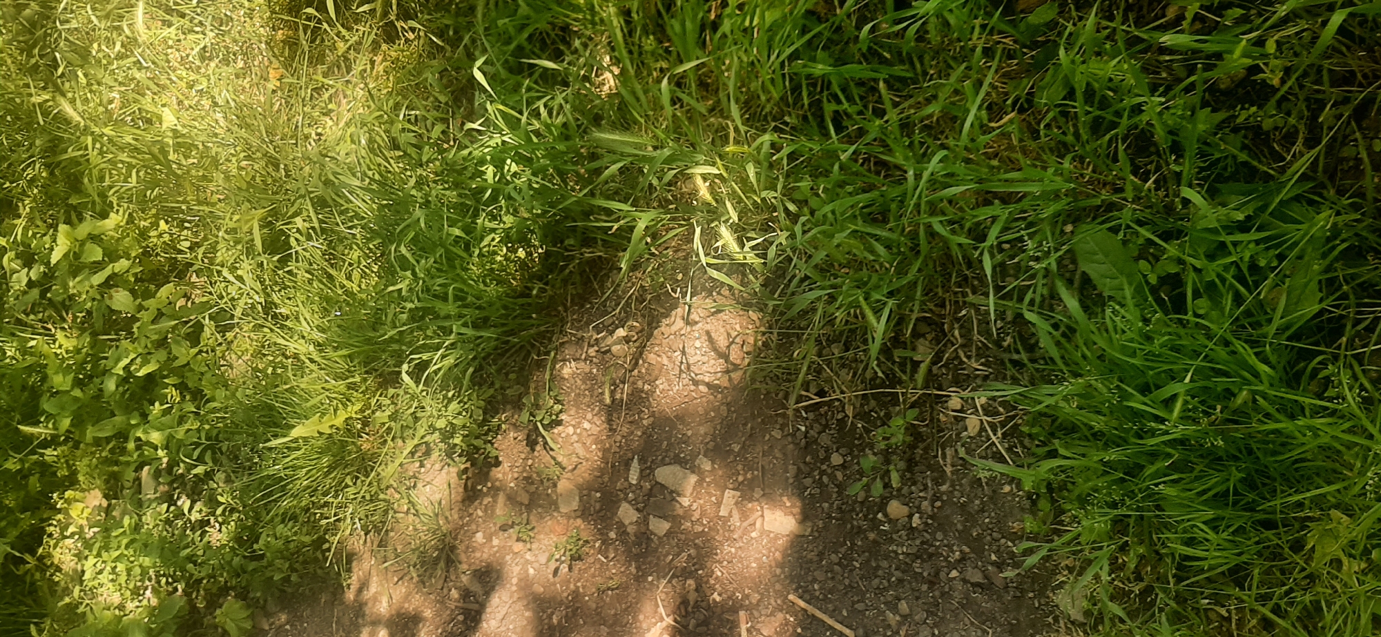 The image shows a close-up view of a dirt path and lush green grass. The path is composed of dark soil with scattered small stones and pebbles. Sunlight casts shadows across the path, creating a dappled effect. The grass is tall and dense, with some blades appearing lighter green or yellow due to sunlight exposure. The overall environment appears to be a natural, outdoor setting. There are no people or discernible man-made structures in the frame. The image does not provide any specific visual cues to confirm its location within Yessentukskaya, Russia.