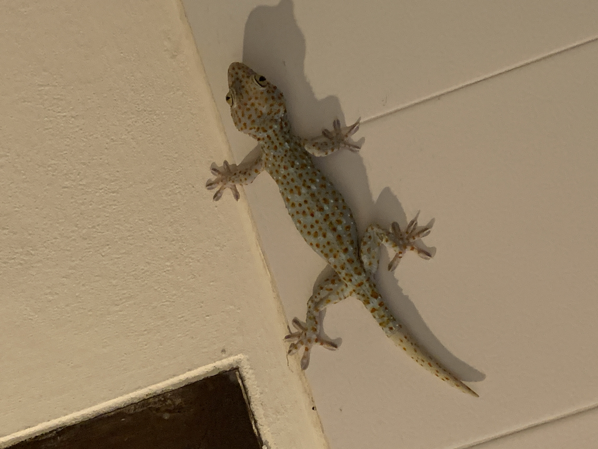 A Tokay gecko with blueish-gray skin and orange spots is positioned on a light-colored wall and tiled floor. The gecko is facing to the right and its body is stretched out. Its left front foot is raised, with toes splayed. Its right front foot is on the wall, and its back legs are on the floor. The gecko casts a shadow on the floor to its right. The wall appears to have a textured surface and is lighter than the floor tiles. There is a dark, rectangular object in the upper left corner of the image. The scene is indoors, likely in a residential setting in Ban Bang Rak, Thailand.