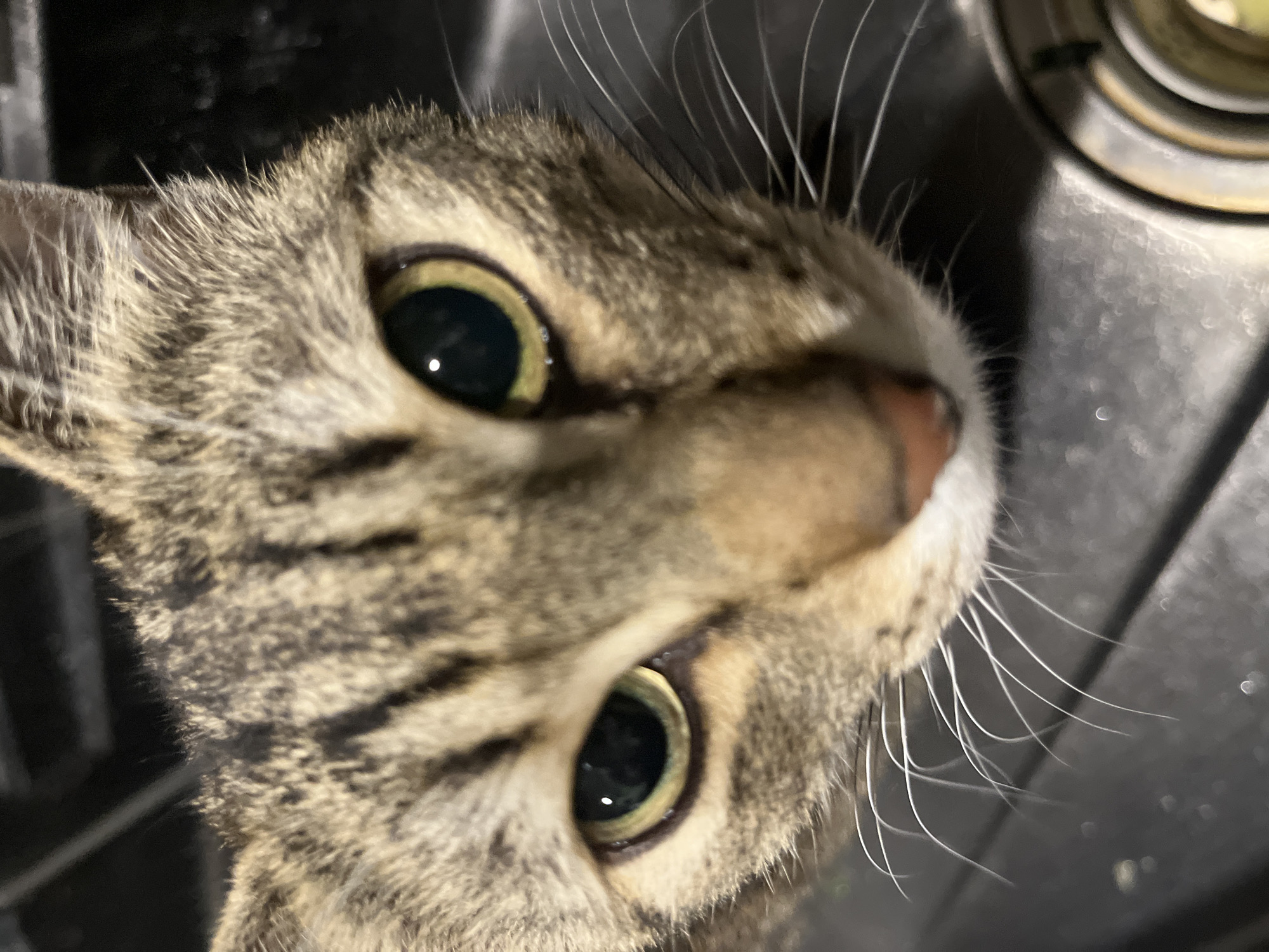 A close-up, angled view of a tabby cat's face. The cat has green eyes, a pink nose, and white whiskers. The background is dark, seemingly a metallic surface. The image does not contain information on the location in the city of Vesyoloye, Russia.