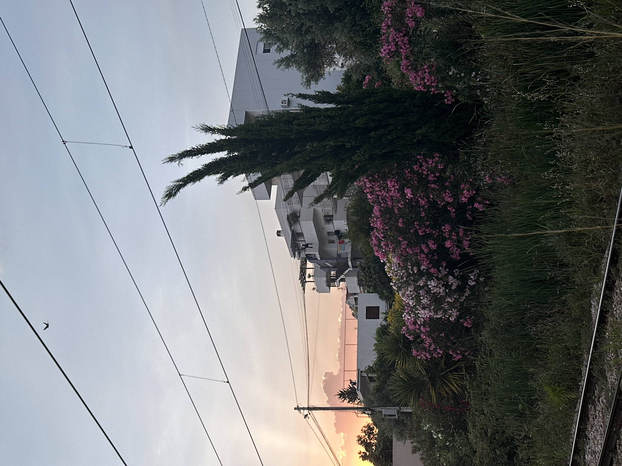 The image depicts an outdoor scene in Bar, Montenegro. A multi-story white building is situated among lush green vegetation with pink and white flowering bushes. Electrical wires are visible against a sky with a gradient of light blue to pink hues, suggesting either sunrise or sunset. A single bird is captured in flight near the electrical wires. The ground is covered in greenery, with railroad tracks running alongside.