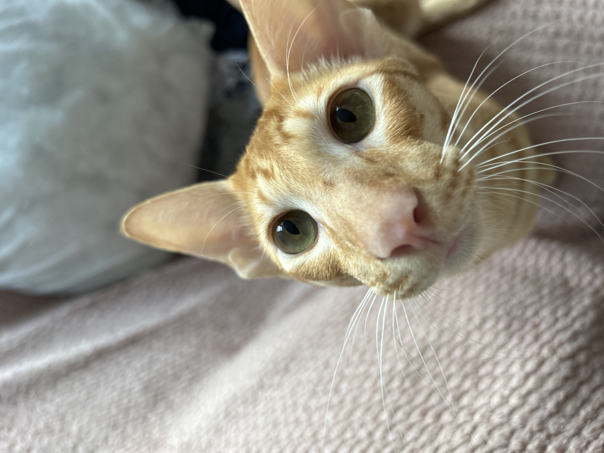 A close-up, low-angle shot shows an orange tabby cat with large ears and green eyes. The cat is looking directly at the camera, with its nose and whiskers prominent in the foreground. The cat appears to be resting on a soft, textured surface, possibly a blanket or upholstery, which is a pale pink color. In the background, a blurred white object can be seen, possibly a pillow or a cushion. The lighting is soft, highlighting the cat's fur and features. The location is Unknown, Unknown.