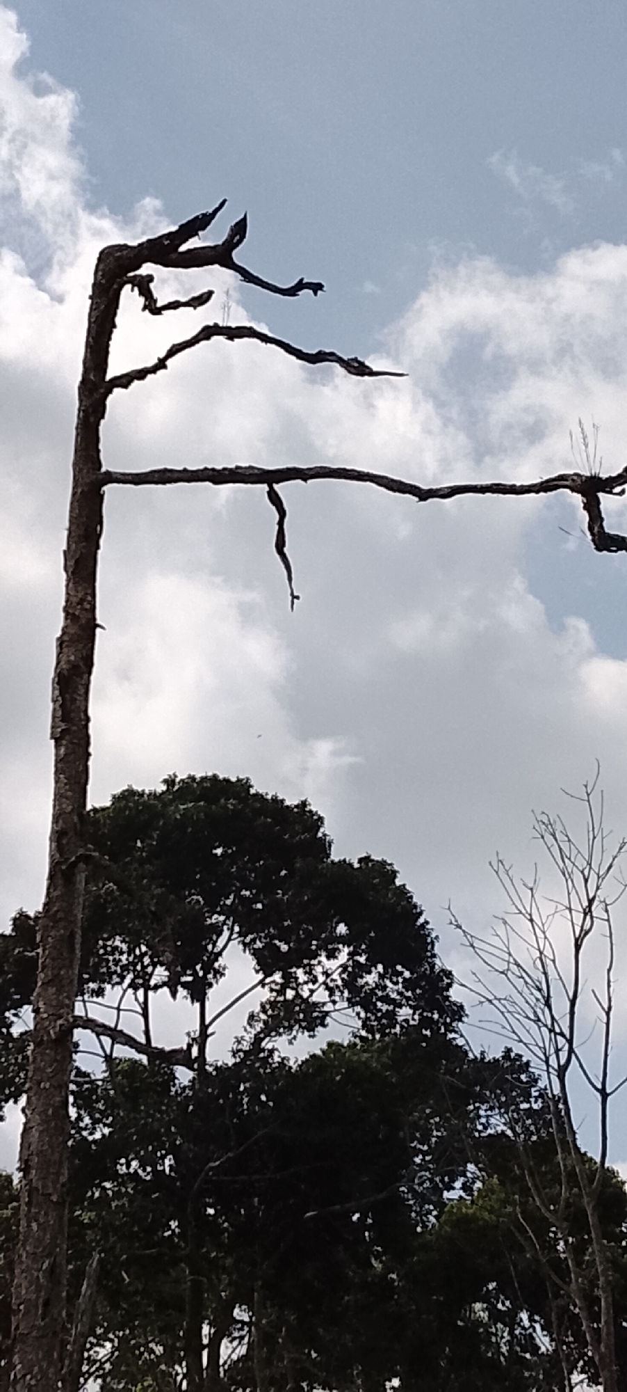 The image shows a dead tree with a twisted trunk and branches reaching towards a cloudy sky. A snake is hanging from one of the branches. In the background, there are dark green trees and a few bare branches of another dead tree. The scene appears to be in a natural environment, possibly a forest or a rural area. The location of Padang Dalom, Indonesia, is provided as context but there are no specific visual cues within the image to confirm this location. The image is taken from a low angle, looking up at the sky and the trees.