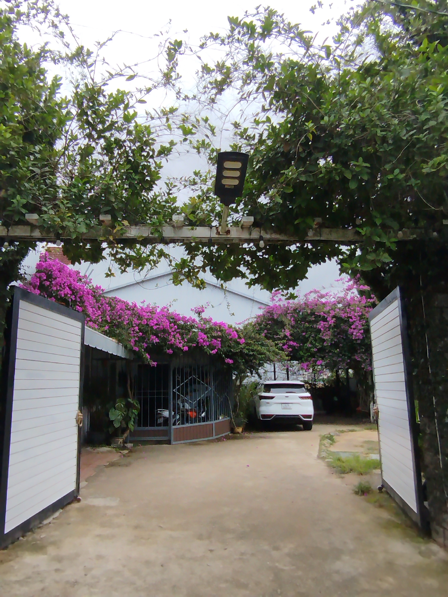 The image captures a welcoming entrance to a residential property or guesthouse in what appears to be Da Lat, Vietnam. Two white, slatted gate doors are swung open, revealing a paved driveway that leads towards a white house and a parked car.
Above the entrance, a white wooden pergola is extensively covered with lush green vines and foliage, creating a natural archway. A dark, possibly solar-powered, light fixture is mounted centrally on the pergola. The sky visible through the leafy canopy is overcast and bright.
On the left side of the driveway, a building with white walls and a dark roof or awning is heavily adorned with vibrant pink-purple bougainvillea flowers, adding a splash of color to the scene. A screened or barred enclosure is visible beneath the floral display, housing what appears to be a motorbike.
Further down the driveway, a white SUV, possibly a Kia Seltos, is parked, facing away from the viewer. Its rear license plate, "54A - 089.11", is clearly visible. The overall scene suggests a tranquil and verdant environment, typical of a home or guesthouse in a location with abundant greenery. No people are visible, and there is no explicit activity taking place, lending a peaceful atmosphere to the daytime scene under a cloudy sky.