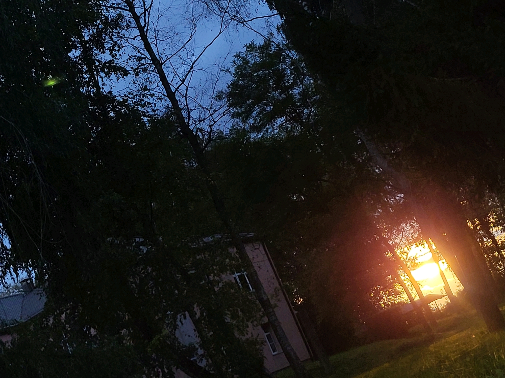 This image depicts a dusk scene in Kalnciems, Latvia, characterized by tall trees with dark foliage. The sky is a deep blue, transitioning to lighter hues near the horizon. The setting sun casts a warm, orange glow through the trees on the right side of the frame, illuminating the leaves and creating lens flare. In the middle ground, a building with a light-colored facade and visible windows is partially obscured by the trees. The ground appears to be covered in grass. The overall atmosphere is serene and natural, with a hint of urban presence from the building.