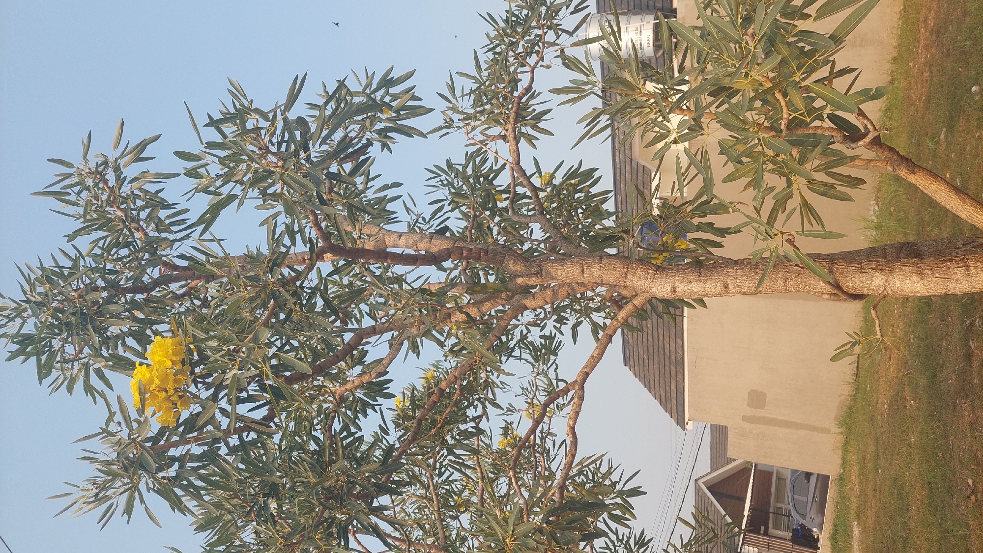 A medium shot captures a tree with a thick, textured trunk and branches covered in numerous long, slender green leaves. Clusters of bright yellow flowers are visible among the foliage. The tree is positioned in the foreground, with a clear blue sky serving as the backdrop. In the mid-ground, a residential area is visible, featuring houses with gray tiled roofs and light brown walls. A gray car is parked in front of one of the houses. The ground in front of the houses is covered with short, dry grass. A water tank labeled "1000L" is situated on top of one of the buildings. The scene suggests an outdoor environment in a residential area of Gunung Putri, Indonesia, likely during daytime due to the bright lighting.