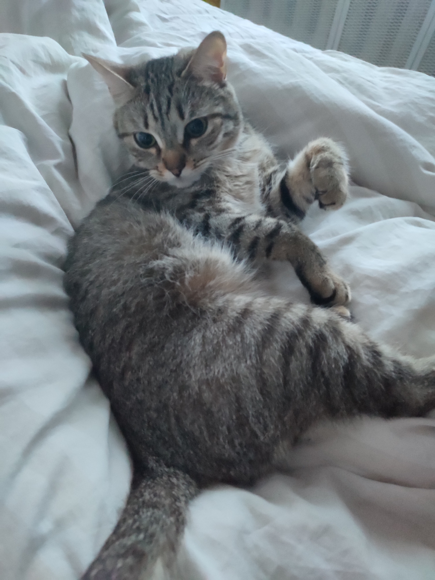 A tabby cat is lying on a white bedspread. The cat is gray with black stripes. It has green eyes. The cat is looking towards the camera, and its right paw is raised. The background is a white wall. The location is unknown.