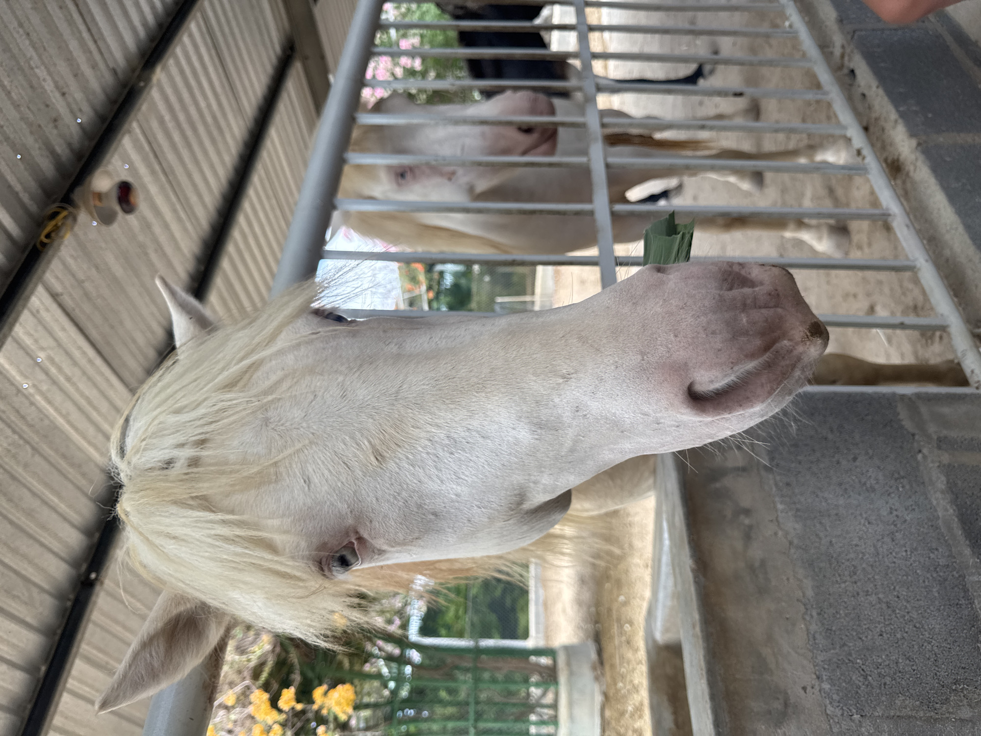 This is a medium shot of two albino horses behind a metal fence in what appears to be an outdoor enclosure. The horse in the foreground is closer to the camera and its head is prominently featured, with its mouth slightly open as it chews on some green leaves. Its mane is a light blonde color, and its eyes are a pale blue. The horse in the background is partially obscured by the fence and is also albino, with pinkish skin and pale blue eyes. Behind the horses, there is a sandy ground and some greenery with yellow flowers. A corrugated metal roof is visible overhead, suggesting a shelter or barn. The scene is set in the city of Phước Hải, Vietnam.