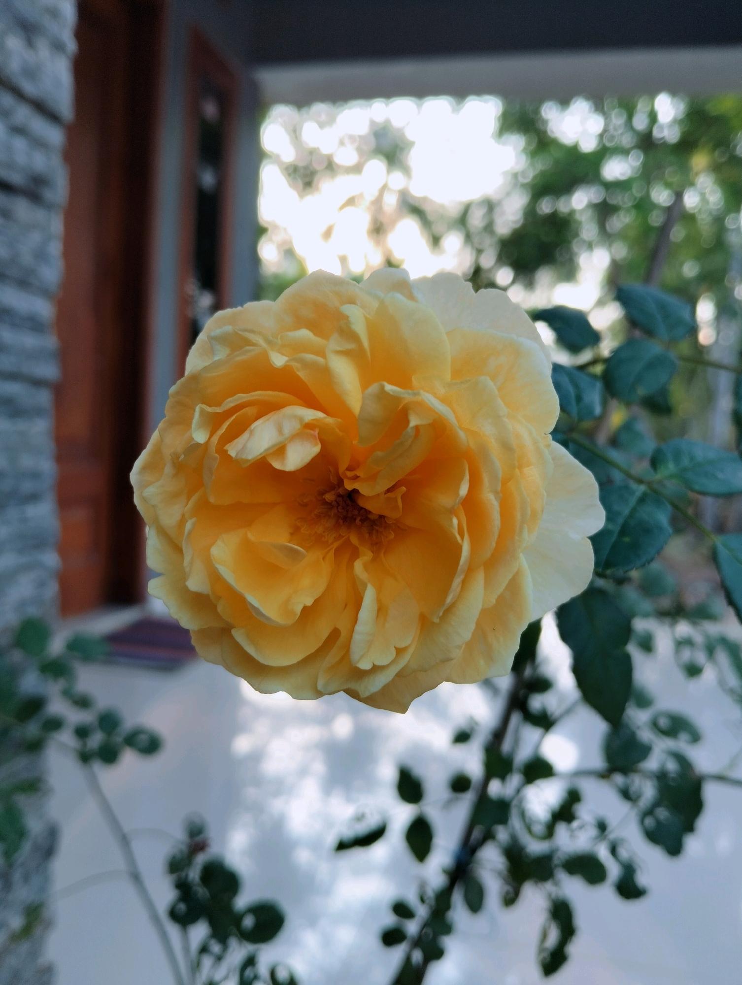 A close-up, low-angle shot focuses on a fully bloomed yellow rose in the foreground. The rose has many layered petals and is centered in the frame. Behind the rose, the background is blurred. To the left of the rose, a portion of a brick wall and a wooden door frame are visible, suggesting the rose is near a building. The floor appears to be tiled, with reflections of the sky and foliage. The environment suggests an outdoor setting, possibly a garden or a yard adjacent to a residence in Tipar, Indonesia. The lighting indicates it is daytime, with sunlight creating a bright, bokeh effect in the background foliage and sky. There are no people or animals visible in the image.
