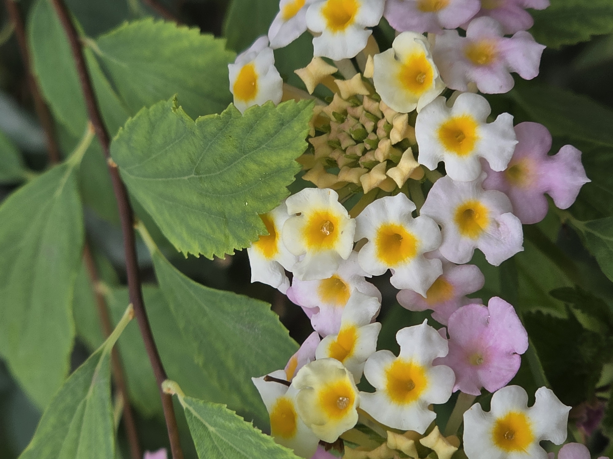 The image is a close-up, eye-level, vertical shot of a cluster of small flowers with white petals and yellow centers, interspersed with some pale pink flowers. The flowers are part of a larger bloom, with a central cluster of tightly packed buds in shades of yellow and pale pink. Several green leaves, some with serrated edges, are visible in the background, along with a dark brown branch. The overall lighting is soft and diffused, suggesting an overcast day or shaded location. The image appears to be taken outdoors, likely in a garden or natural setting. There are no people or animals in the image.