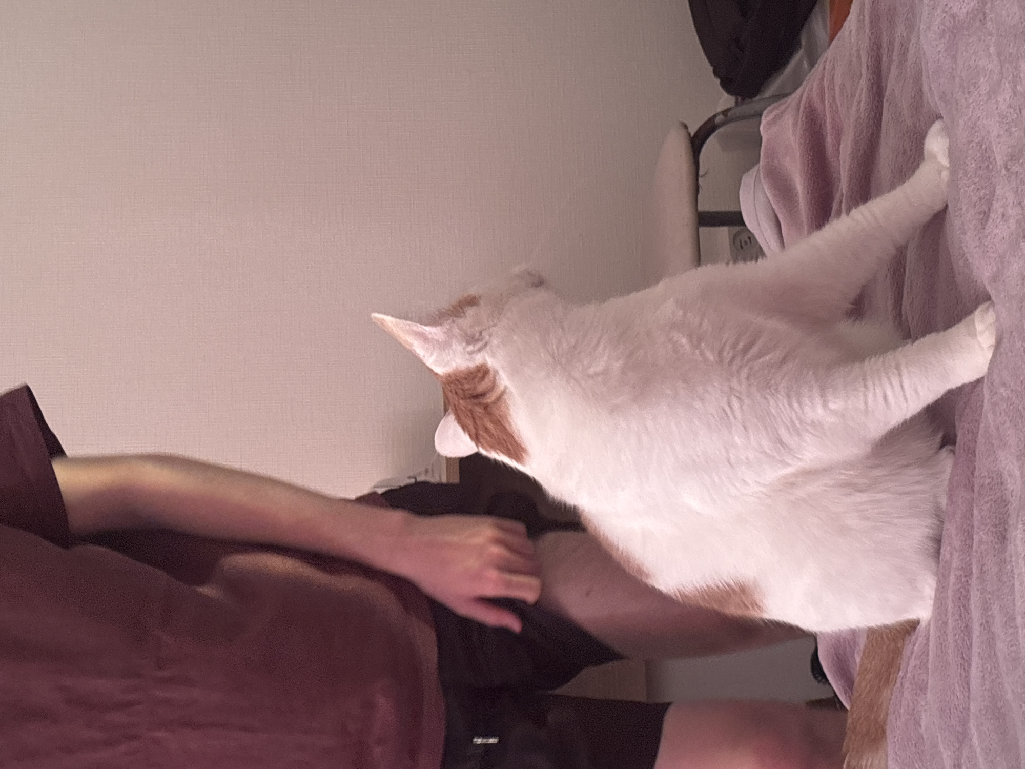 An indoor scene in Sinyavino, Russia, captures a white and ginger cat interacting with a person. The image is oriented vertically, but when viewed horizontally, a light-colored, textured wall forms the background on the left.
In the foreground, a person is partially visible on the left side, wearing a dark red or maroon t-shirt and possibly black shorts. Their left arm and hand are extended, appearing to interact with or be near the cat. The cat, predominantly white with patches of ginger fur on its head, back, and tail area, is stretching or standing upright. Its body is elongated, with its hind legs planted firmly on a textured, light purple or lavender blanket that covers a bed or sofa on the right side of the image. The cat's front portion is closer to the person, and its head is turned away from the camera, looking towards the person or the space between them.
Behind the purple blanket, a dark, possibly metallic, furniture frame or rack is partially visible. The overall lighting suggests an indoor setting, possibly under artificial light or during daylight hours indoors. The interaction between the person and the cat appears calm and gentle, indicative of a typical pet-owner moment. No visible text is present in the image.