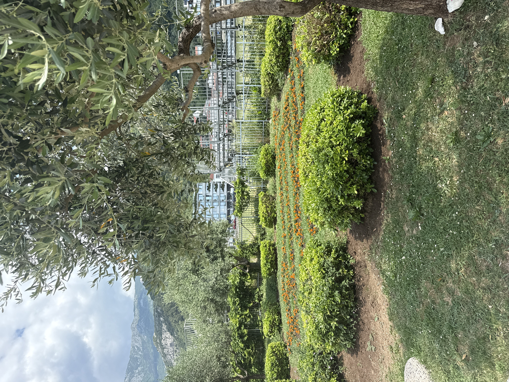 This is an outdoor scene, likely a garden or park in Budva, Montenegro. In the background is a multi-story building with a white, grid-like structure, possibly a greenhouse or construction scaffolding. There is a row of meticulously maintained greenery, including round bushes and a line of orange flowers that add a vibrant contrast. A tree stands in the foreground with dense foliage. Behind the tree and slightly obscured, one can see a mountain range under a partly cloudy sky. The ground is covered with grass.