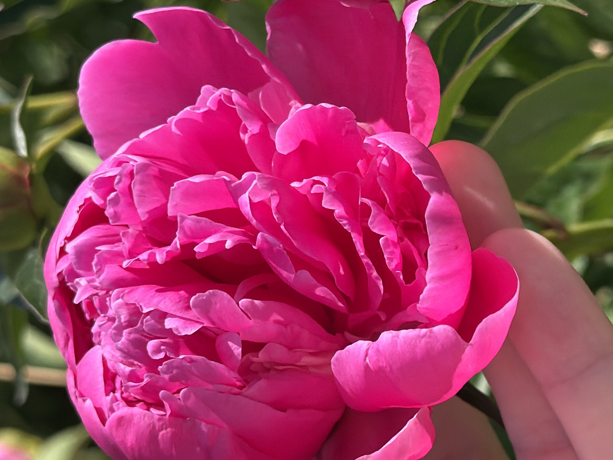 A large, fully bloomed fuchsia pink flower, characteristic of a peony, dominates the frame, angled slightly downwards and to the right. Its numerous overlapping and ruffled petals display varied shades of vibrant pink, with distinct highlights and shadows created by direct sunlight. The lower left portion of the flower is gently supported by the pale skin of a human hand, with fingers and part of the palm visible beneath the petals. The background consists of out-of-focus green foliage, suggesting an outdoor garden setting, with blurred hints of other stems and possibly unopened buds in the upper portions. The lighting is bright and natural, casting crisp illumination on the main subject. The location is Unknown, Unknown.