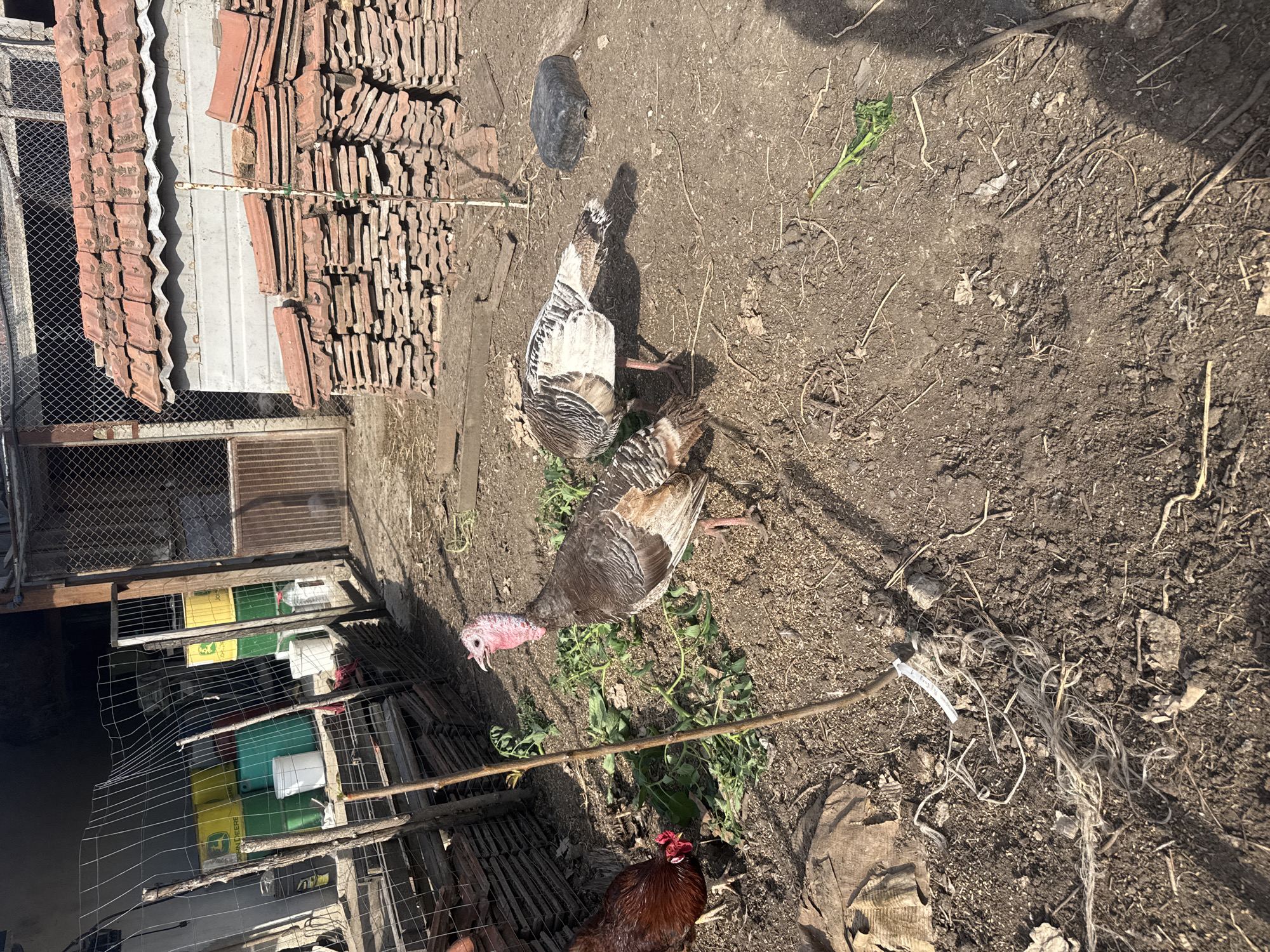 The image depicts an outdoor scene in Sarnevo, Bulgaria. Two turkeys, one brown and one white, are present on a dirt surface. A rooster is visible in the lower left corner. To the left, there are stacked tiles and caged containers of buckets. Debris, including sticks and plastic, is scattered across the ground.