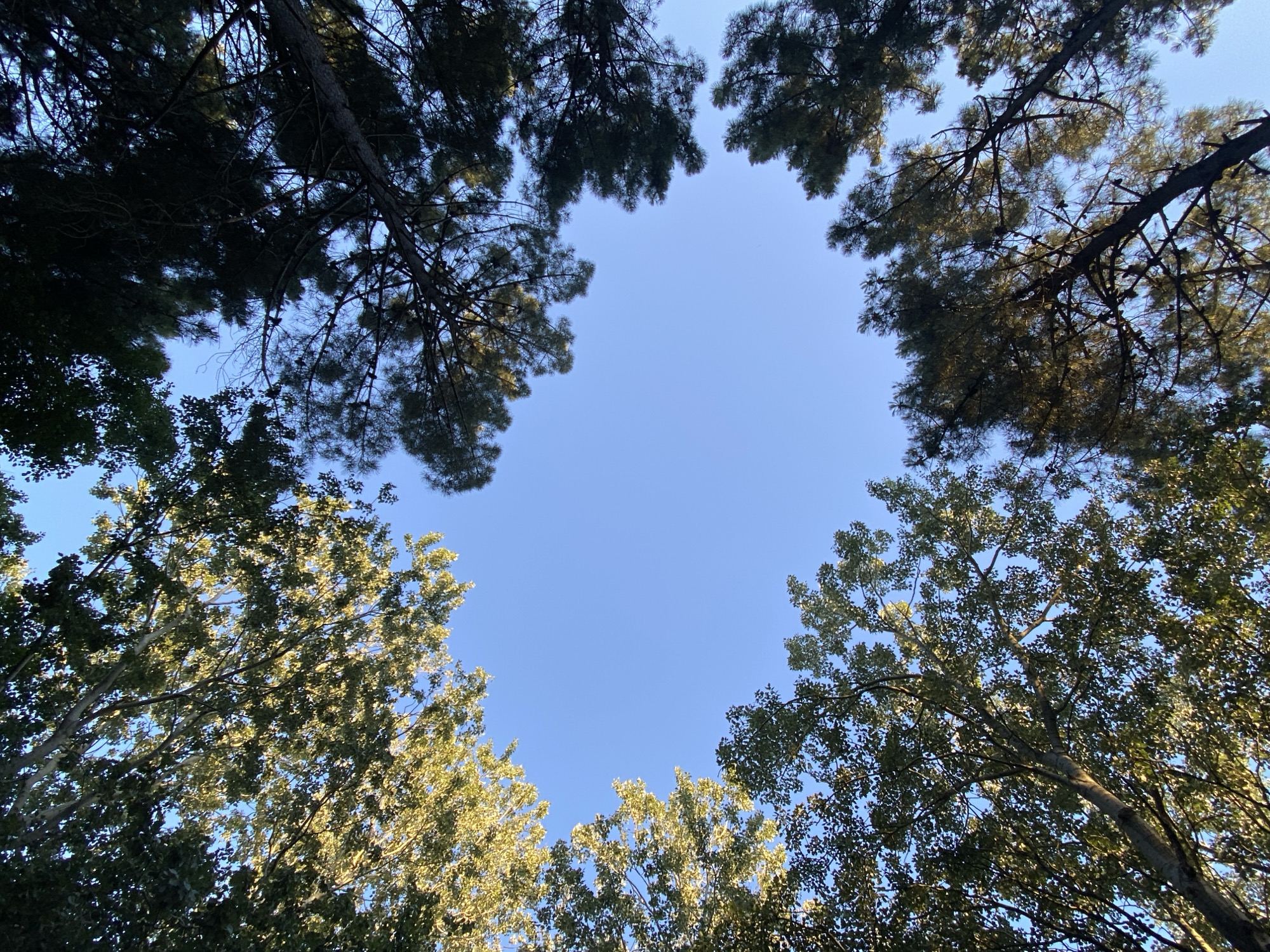 The image is taken from a low-angle perspective, looking up at the sky framed by trees. The sky is a clear, light blue. The trees in the upper portion of the frame are darker, with needles, likely pine trees. The trees in the lower portion of the frame are lighter in color and appear to have broad leaves. The location is Unknown, Unknown. There are no people or interactions visible in the image.