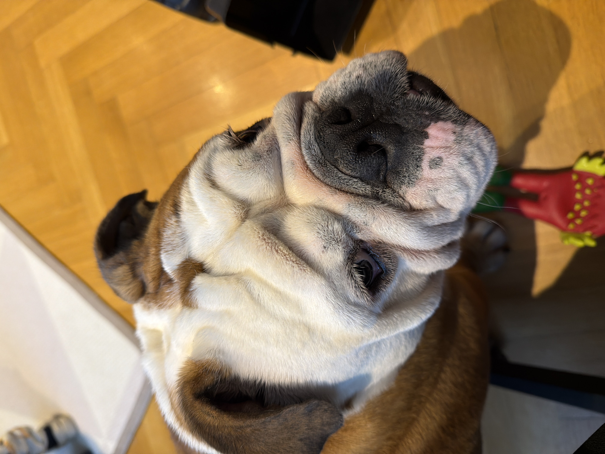 A close-up, angled shot of an English Bulldog on a wooden floor. The bulldog has a white and brown coat and wrinkled face. Part of a red and green dog toy is visible on the floor. The location appears to be indoors. No location information is apparent in the scene to indicate it being Sofia, Bulgaria.