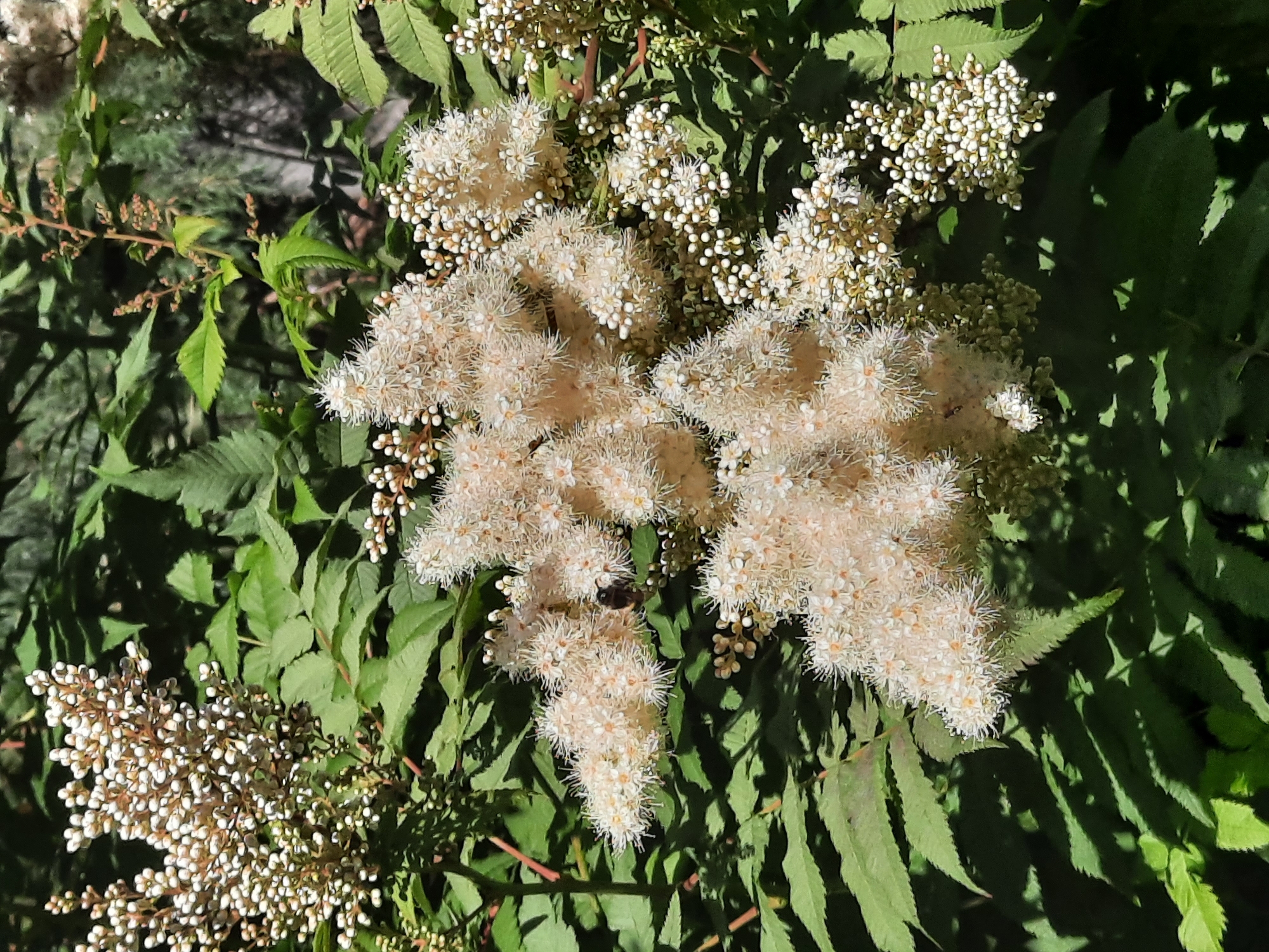 In Mar'ino, Russia, a close-up shot captures a cluster of creamy white flowers with delicate, feathery petals. The flowers are arranged in panicles, with smaller buds forming at the edges of some clusters. Dark green, serrated leaves provide a backdrop to the blooms. A small, dark insect, possibly a bee, is visible on one of the flower clusters. The lighting suggests a sunny day, casting shadows among the foliage. The overall scene is one of natural beauty, showcasing the intricate details of the flowering plant and its interaction with an insect.