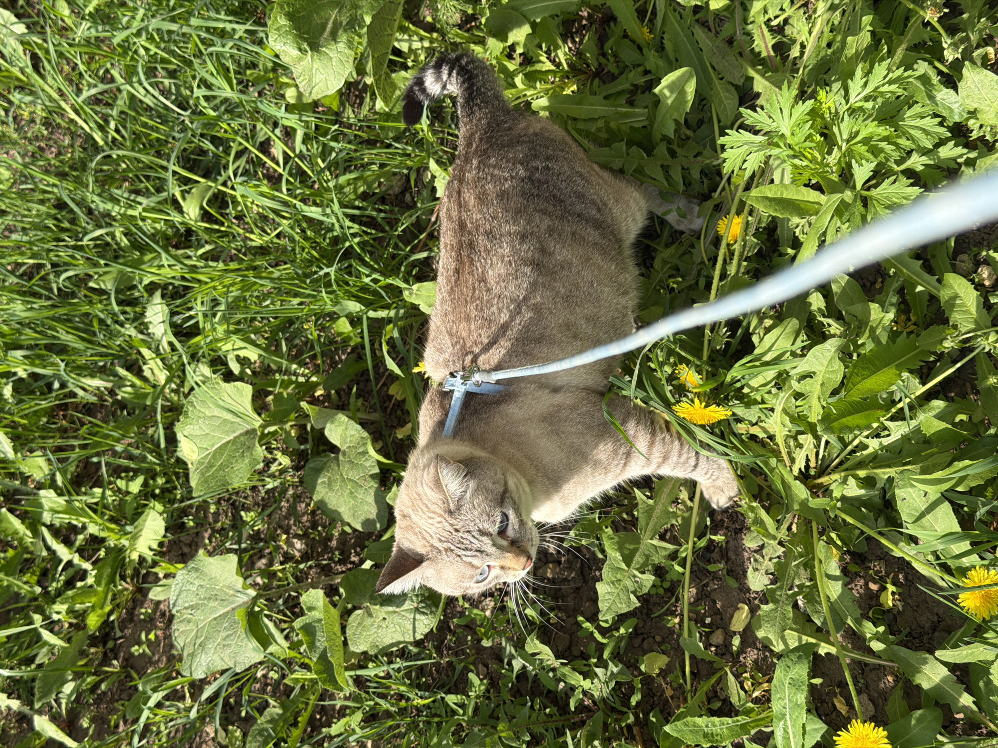 A light-brown tabby cat with blue eyes, wearing a blue harness and leash, is in a patch of green grass and weeds, including dandelions. The ground is also visible. The location cannot be determined.