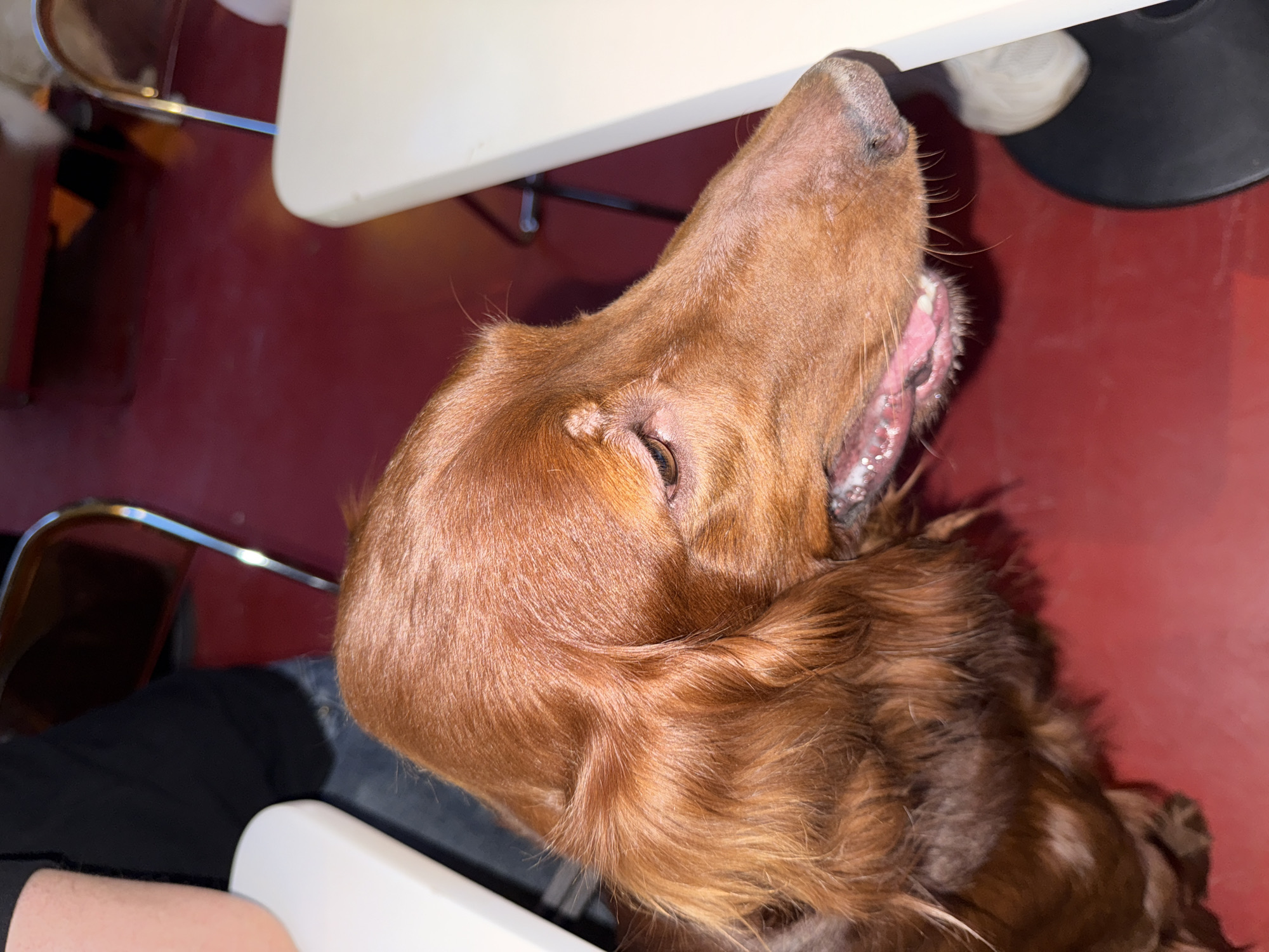 A close-up, high-angle shot depicts the head of a brown Irish Setter dog. The dog is positioned near a white table, with a red wall visible in the background. A chair with a silver-colored metal frame is partially visible. The dog's head is tilted upwards, and its mouth is slightly open. Part of a person is visible wearing a black shirt, located to the left of the dog. The scene appears to be indoors. Yerevan, Armenia is not represented in the image.