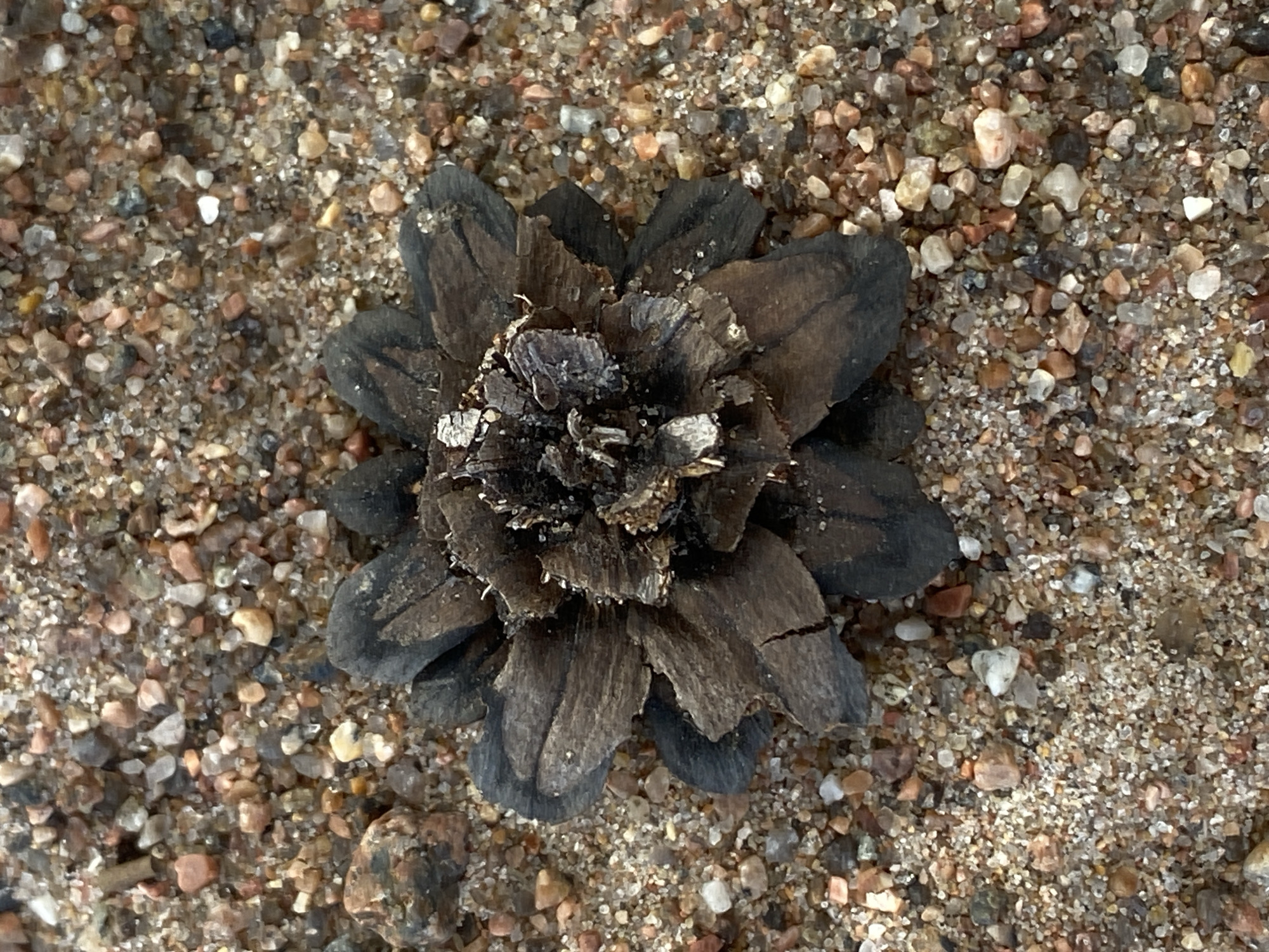 A close-up, overhead shot displays a single, dark brown, dried pinecone lying on a bed of small, multicolored pebbles and sand. The pinecone is centrally located, with its scales spread open, revealing a rough, textured interior. The surrounding ground is a mixture of fine sand and larger, angular pebbles in shades of pink, orange, gray, and white. The scene is devoid of any human presence or activity, suggesting a natural, undisturbed environment. The lighting is even, with no harsh shadows, indicating an overcast sky or diffused daylight. The image appears to be taken outdoors, potentially in a natural setting within or near the city of Baltiiskoe, Russia.