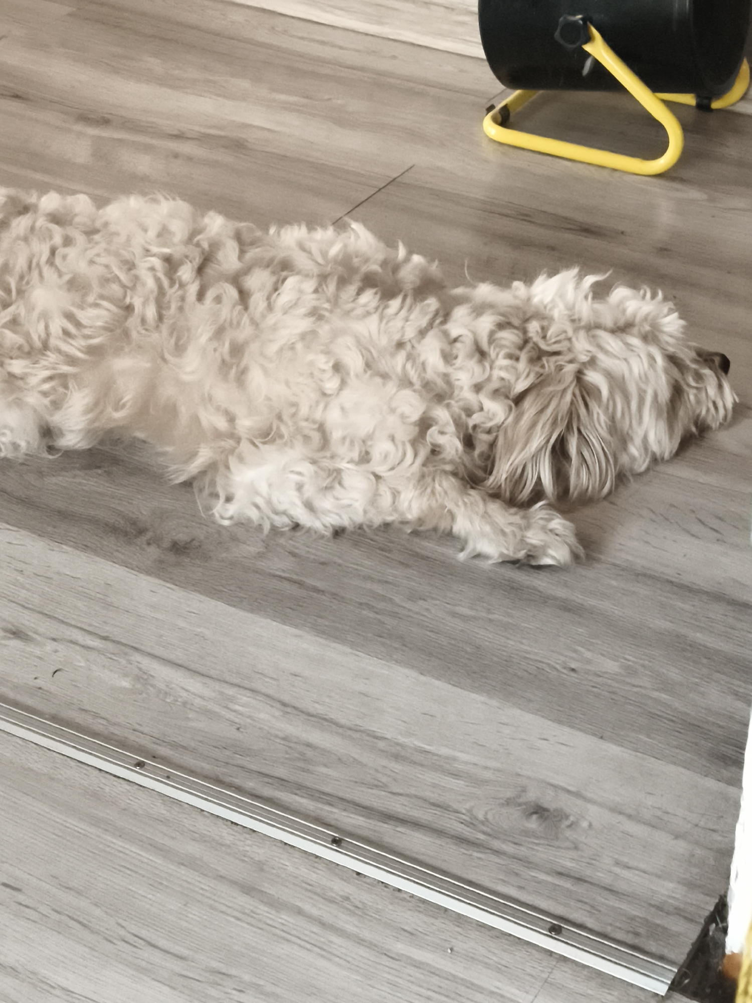 The image shows a fluffy, light-colored dog lying on a wooden floor. The dog is mostly visible from the side, with its head resting on the floor. Its fur is curly and appears somewhat tousled. In the background, a black object with a yellow stand is partially visible, possibly a piece of equipment. The floor is made of light-colored wooden planks with a visible wood grain pattern. A metal strip runs along the floor in the foreground. The scene appears to be indoors, with neutral lighting. No specific time of day, weather, or emotional cues are discernible from the image. There is no visible text. The location context is Daugavpils, Latvia.