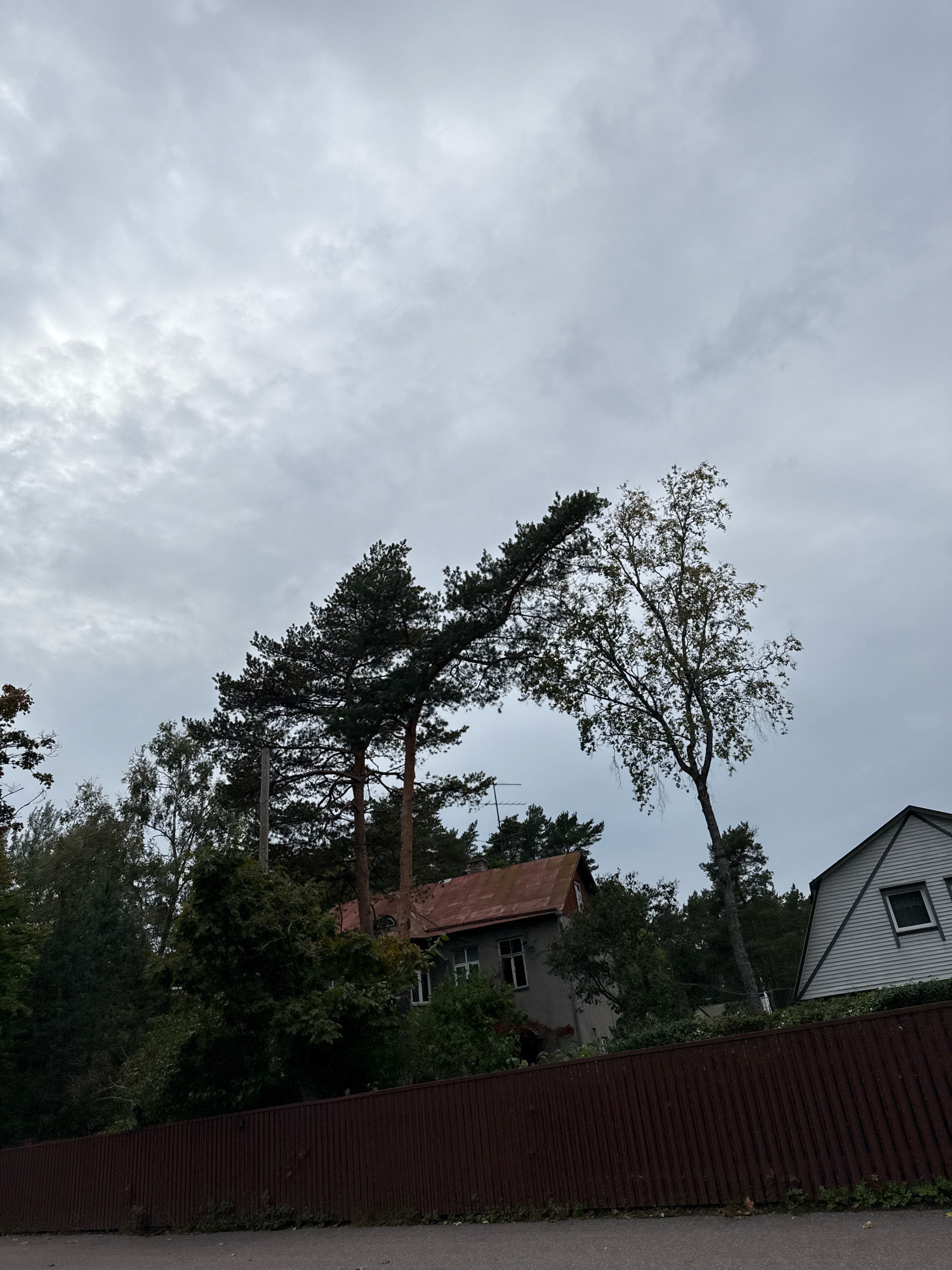 The image shows a residential area in Tallinn, Estonia, with a focus on trees and buildings under an overcast sky. In the foreground, a brown, vertical plank fence runs horizontally across the frame. Behind the fence, lush green foliage and a variety of trees, including tall pines and a deciduous tree, dominate the scene. Two houses are partially visible, one with a red, pitched roof and gray siding, and another with a white, angular roof and siding. The trees are a prominent feature, with a large pine tree curving significantly to the right, its branches reaching over the other vegetation and towards the sky. The sky is filled with thick, gray clouds, suggesting a cloudy or possibly rainy day. The overall impression is one of a quiet, somewhat somber, suburban or semi-rural environment.