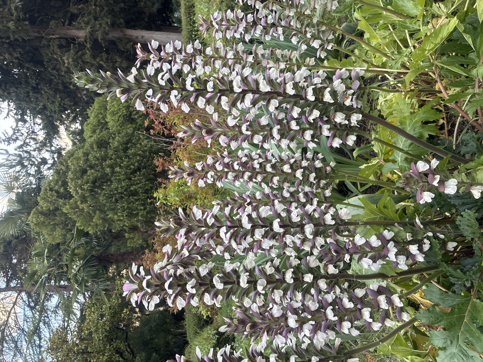 In the city of Sochi, Russia, the photograph captures a close-up view of a dense cluster of Bear's Breeches plants (Acanthus mollis). These plants are characterized by their tall, spiky inflorescences, adorned with numerous white and purple bracts and delicate white flowers. The background is a lush, verdant landscape with various trees and shrubs, suggesting a park or garden setting. The lighting indicates an overcast or diffused daylight.