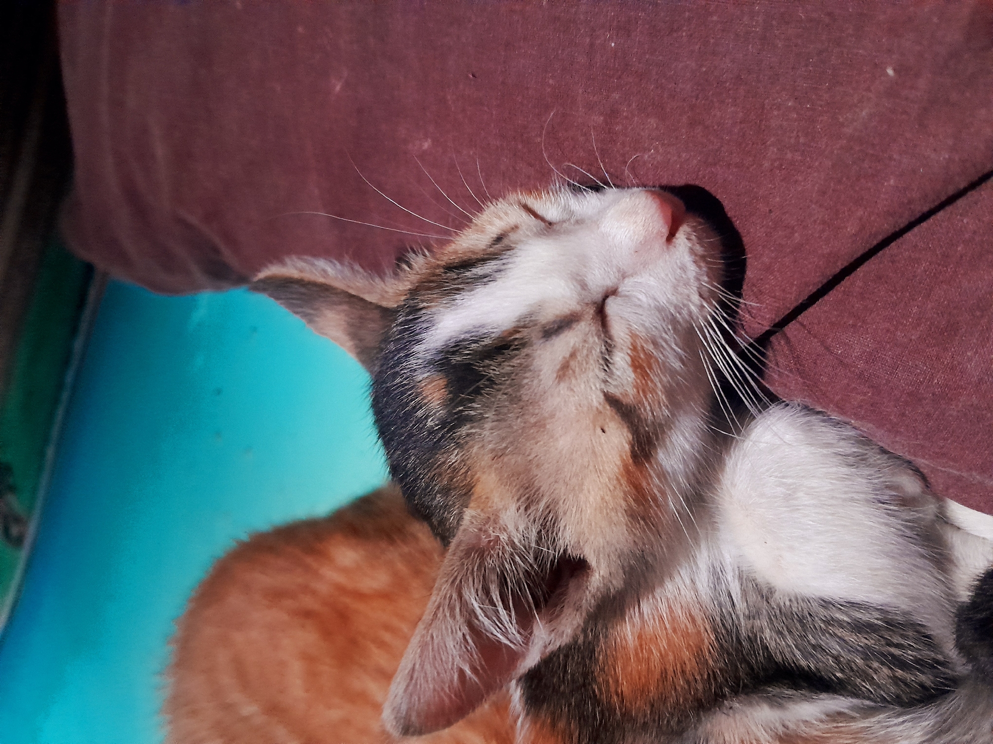 A calico cat is sleeping on a dark red surface. The cat is in the foreground and its head is slightly turned to the right. Its eyes are closed, and its ears are perked up. The cat's fur is a mix of white, orange, and black. Behind the cat, a blurred orange cat is visible. The background is a bright turquoise color. The scene appears to be outdoors, possibly in a park or garden. The lighting suggests it is daytime.