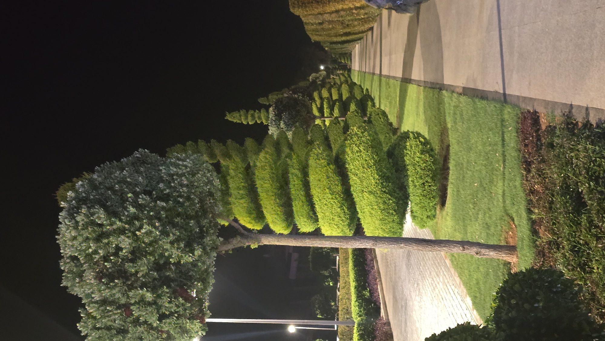 A night-time, eye-level shot captures a meticulously manicured garden path lined with spiral-shaped topiaries. The path, constructed of light-colored paving stones, runs diagonally from the lower right to the upper left of the frame. To the left of the path is a strip of vibrant green lawn, bordered by a bed of dark red and green foliage at its base.
Dominating the foreground on the left is a large, rounded tree, its trunk a rough, light brown. Adjacent to it, and extending into the background, are the striking spiral topiaries, each a vibrant green and precisely sculpted. Further down the path, the topiaries continue in a more varied, conical style, interspersed with smaller, rounded shrubs.
Beyond the lawn, a paved road or walkway is visible, its surface textured. In the distance, streetlights cast pools of light, illuminating the scene and creating soft shadows. The background is a deep, dark expanse of night sky, with the silhouette of buildings faintly visible on the left. The overall impression is one of order and artificial beauty, typical of a park or botanical garden.