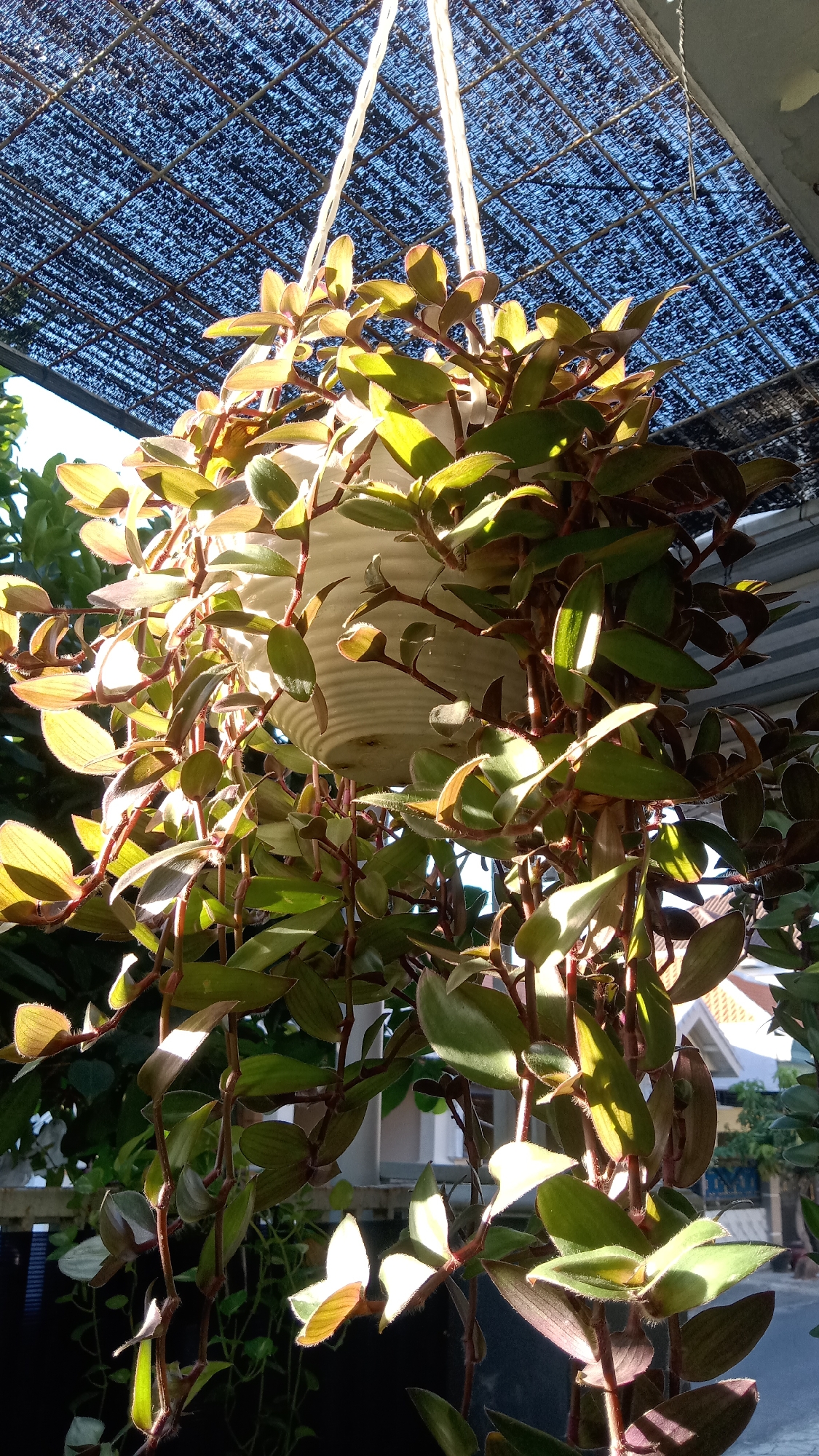 A hanging white planter holds a lush, green and purple-tinged plant with thin, trailing stems and oval-shaped leaves. Sunlight filters through the leaves, creating bright highlights and casting shadows. Above the planter, a dark blue mesh sunshade is stretched taut, supported by a metal frame. In the background, glimpses of houses with orange roofs and green trees suggest a residential outdoor setting, likely in a warm climate. The overall scene conveys a peaceful, sunlit moment in a garden or patio area. The image was taken in Kediri City, Indonesia.