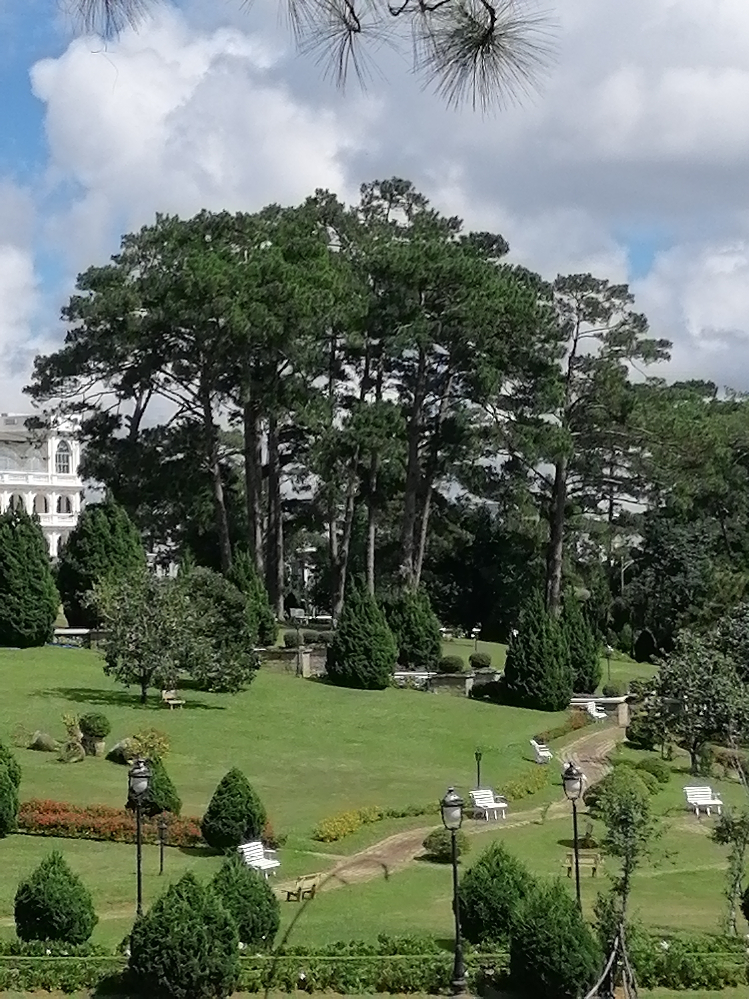 The image depicts a serene park scene in Da Lat, Vietnam, likely within the vicinity of the Palace I (Bao Dai's Summer Palace). Dominating the midground are several tall, mature pine trees with dense green foliage, characteristic of Da Lat's cooler climate. To the left, a white colonial-style building with arched windows and a distinctive facade suggests the presence of a historic structure, possibly the palace itself.
The park grounds are meticulously maintained with lush green lawns. Winding dirt pathways traverse the landscape, inviting visitors to explore. Several white park benches are strategically placed along these paths, offering spots for rest and contemplation. Ornate lampposts, also typical of park amenities, are visible, illuminating the pathways.
Various types of evergreen trees and shrubs, including conical cypress-like varieties and rounded bushes, are interspersed throughout the park, adding texture and visual interest to the landscape. A flower bed with red and orange blooms can be seen in the foreground, adding a splash of color. The sky above is a mix of blue with scattered white, fluffy clouds, suggesting a pleasant day for outdoor activities. No people are visible in the frame. The overall atmosphere is one of tranquility and natural beauty, enhanced by the architectural elements of the surrounding structures.