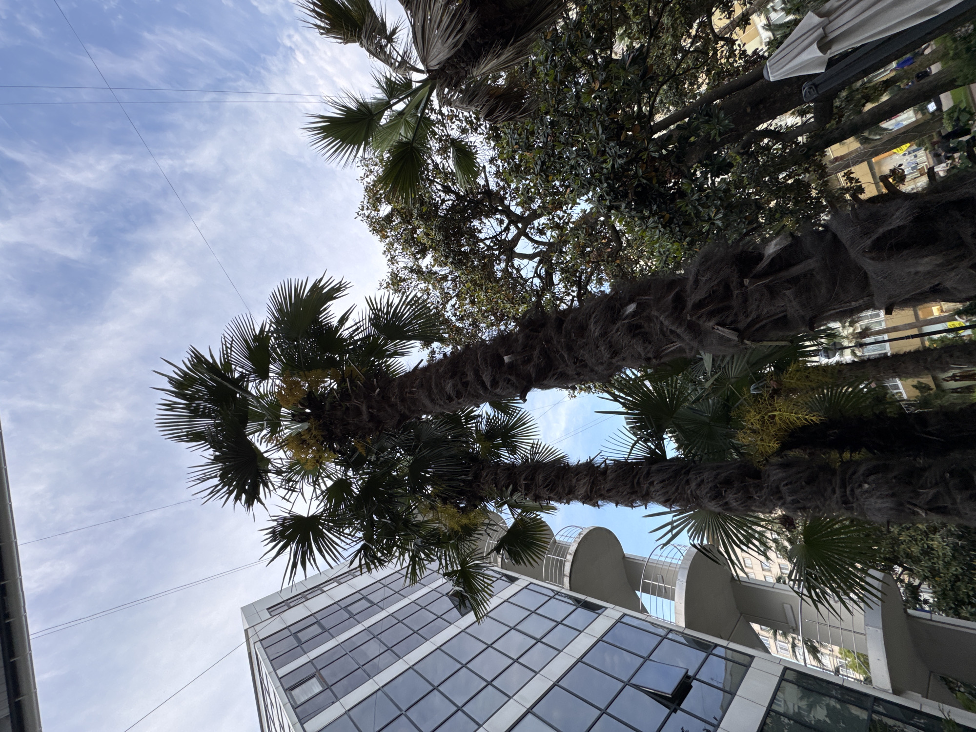 This upward-facing shot captures an urban scene under a bright sky, featuring prominent palm trees and modern architecture. The sky, a clear light blue with wispy white clouds, fills the upper portion of the frame. Thin, dark wires stretch across the sky in the upper left quadrant.
Several palm trees with robust, shaggy trunks and large, fan-shaped green fronds dominate the foreground and midground. Some fronds display yellowish clusters, possibly flowers or seeds. Denser green foliage from other trees is visible behind the palms, particularly on the right side, suggesting a rich subtropical environment.
In the lower-left and center, a contemporary building with a highly reflective glass facade stands out. Its geometric windows mirror the sky and surrounding structures. To its right, partially obscured by palm fronds, another building features distinctive curved, white balconies or architectural elements. Further into the background on the far right, other less distinct buildings are visible, along with a folded, light-colored umbrella, hinting at an outdoor seating area.
The scene is devoid of people and discernible text. The bright, clear lighting suggests it is daytime with pleasant weather. The combination of palm trees and modern buildings aligns with the context of a resort city like Sochi, Russia.