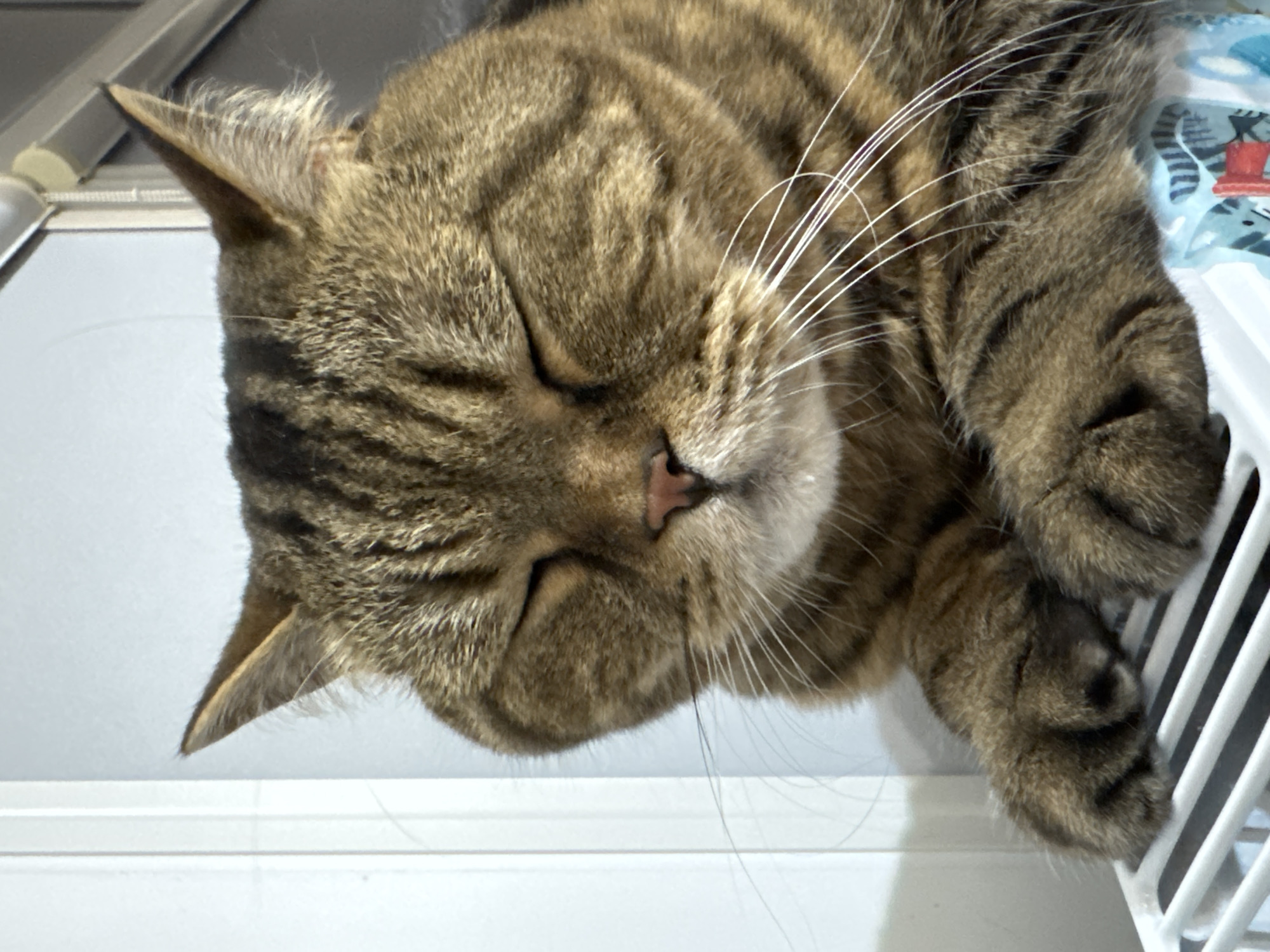 A close-up, eye-level shot shows a tabby cat with its eyes closed, resting its paws on a white, slatted surface. The cat has brown and black stripes, with prominent white whiskers. The background is out of focus, with a white vertical surface on the left and a lighter, neutral background on the right. There is no discernible location in Mikhaylovsk, Russia, or any other identifiable city.