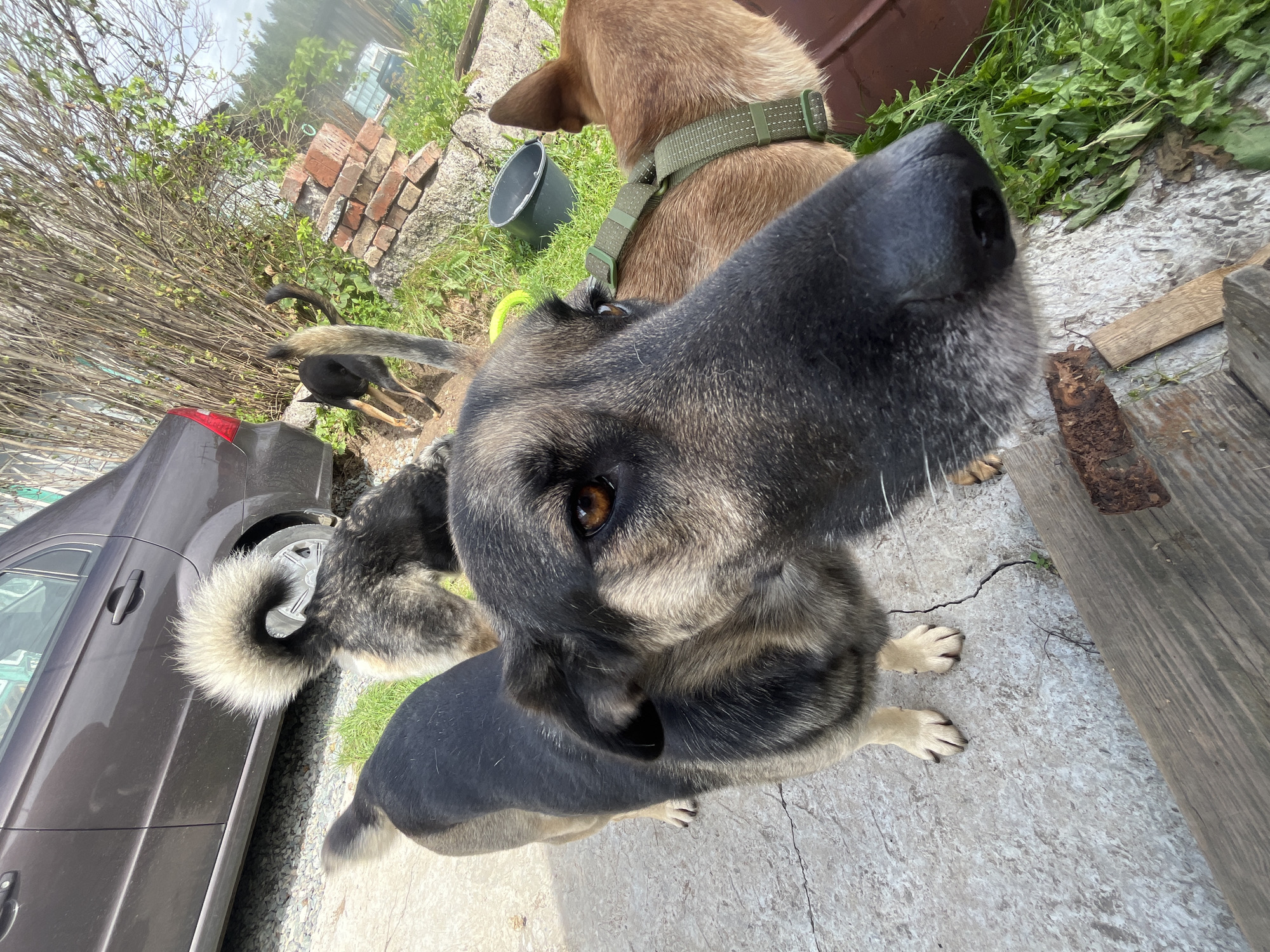 The image depicts an outdoor scene with several dogs. In the foreground, a large dog with black and tan markings is positioned close to the camera, with its nose and face dominating the frame. Behind it, another dog with a bushy tail curled over its back and a mix of grey and black fur is visible. To the right, a tan-colored dog wearing a green harness can be seen. In the background, part of a dark-colored car is visible, along with a stack of bricks, greenery, and some wooden planks. The ground appears to be a mix of concrete and dirt. The overall setting suggests a residential yard or an area with a rustic, perhaps semi-abandoned, feel. The exact location in Nizhny Tagil, Russia, cannot be definitively determined from the visual information alone.