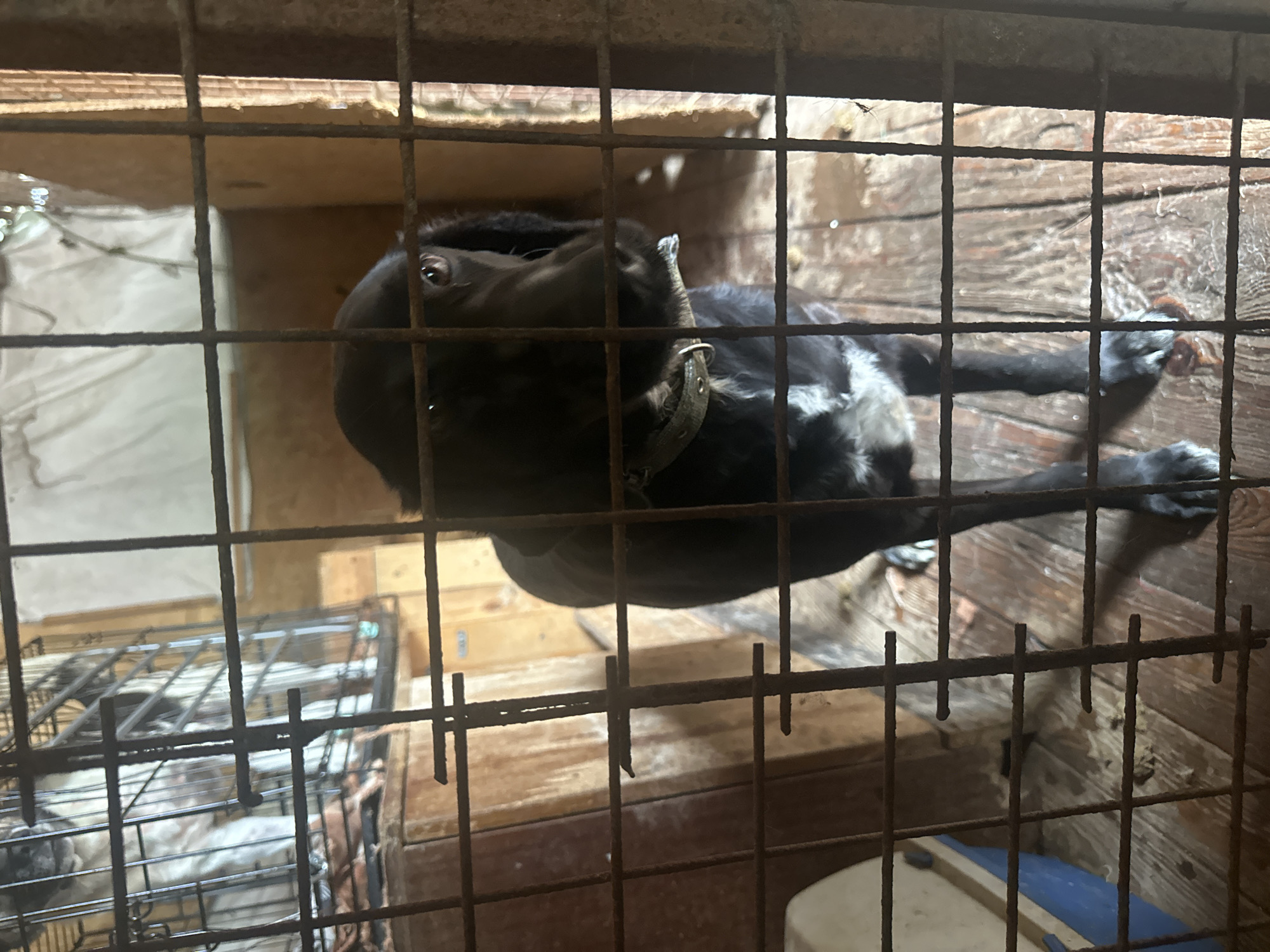 The image shows a black dog with white markings lying inside a cage. The cage is made of metal bars. The dog is wearing a collar. The background appears to be a wooden structure. The environment seems dimly lit and possibly indoors. Another cage with a white animal inside can be seen in the bottom left of the image. There is no indication of the location in Kazachiy Brod, Russia, within the image itself.
