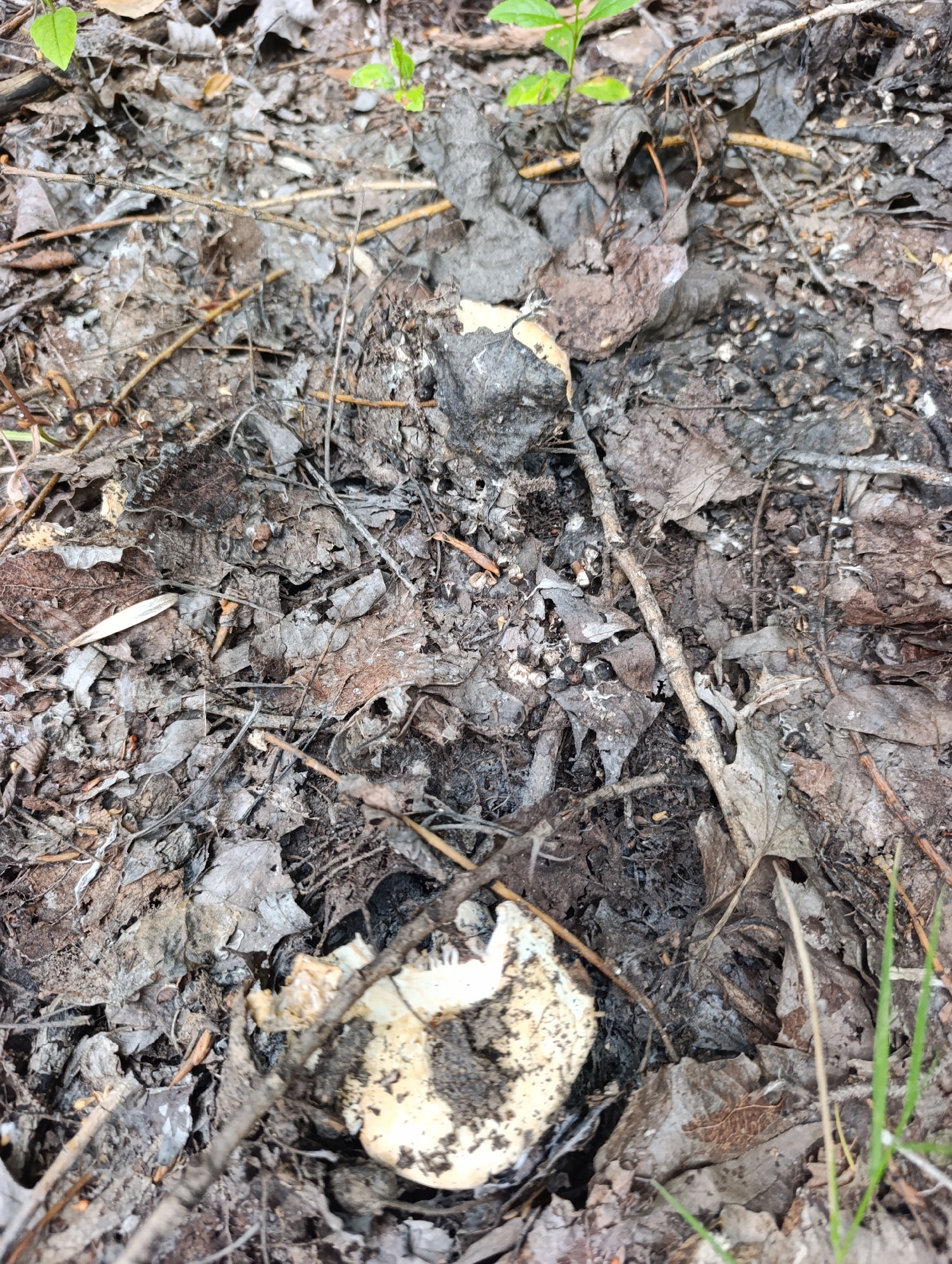 The image shows a close-up view of a forest floor. The ground is covered with dry leaves, twigs, and some small green plants. A portion of a white and yellow mushroom is visible in the lower right corner, partially obscured by dirt and leaves. The scene depicts a natural, outdoor environment. The location is identified as Dimitrovskii, Russia.