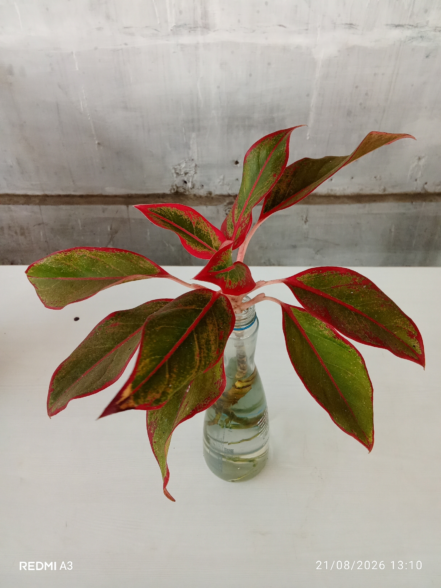 An Aglaonema plant cutting, characterized by its green leaves with red edges and veins, is submerged in water within a clear glass bottle. The bottle is placed on a white surface. In the background, a textured, off-white wall with horizontal lines is visible. The lower left corner of the image displays "REDMI A3", and the lower right corner shows the date "21/08/2026" and time "13:10". This scene is located in Banaran, Indonesia.