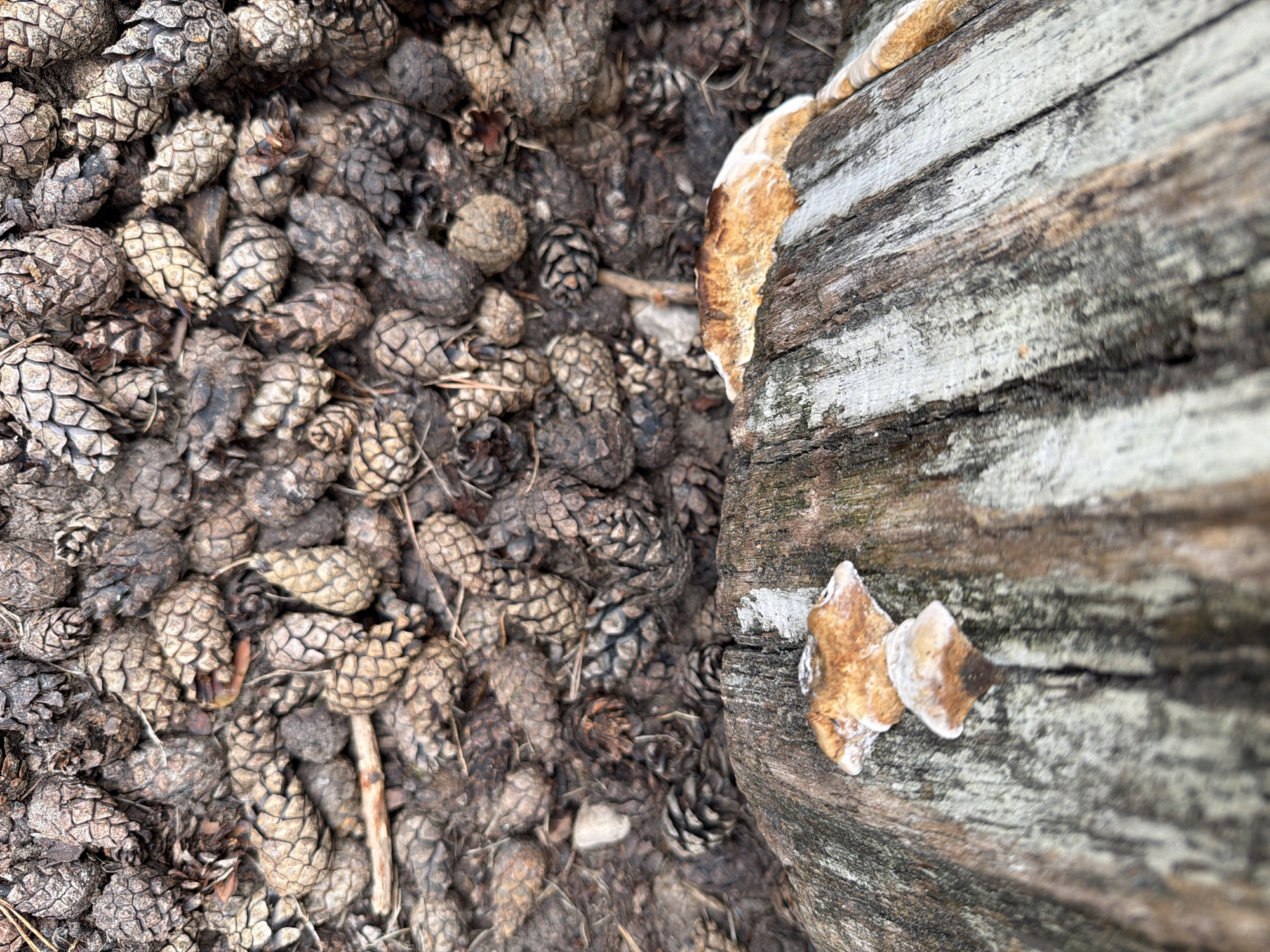 The image is a close-up, overhead shot of a cluster of pine cones on the ground, interspersed with dirt and debris. In the foreground, a weathered, rough-textured piece of wood, likely a tree stump or fallen log, is visible. Two small, tan-colored fungi are growing on the surface of the wood. The background is a dense collection of pine cones of various sizes and shades of brown and gray. The scene appears to be outdoors, possibly in a park or forest area. There are no people or animals visible in the image. The lighting suggests it is daytime, with natural light illuminating the scene. The overall impression is one of natural decay and the forest floor. No specific landmarks in the city of Riga, Latvia, can be identified from this image.