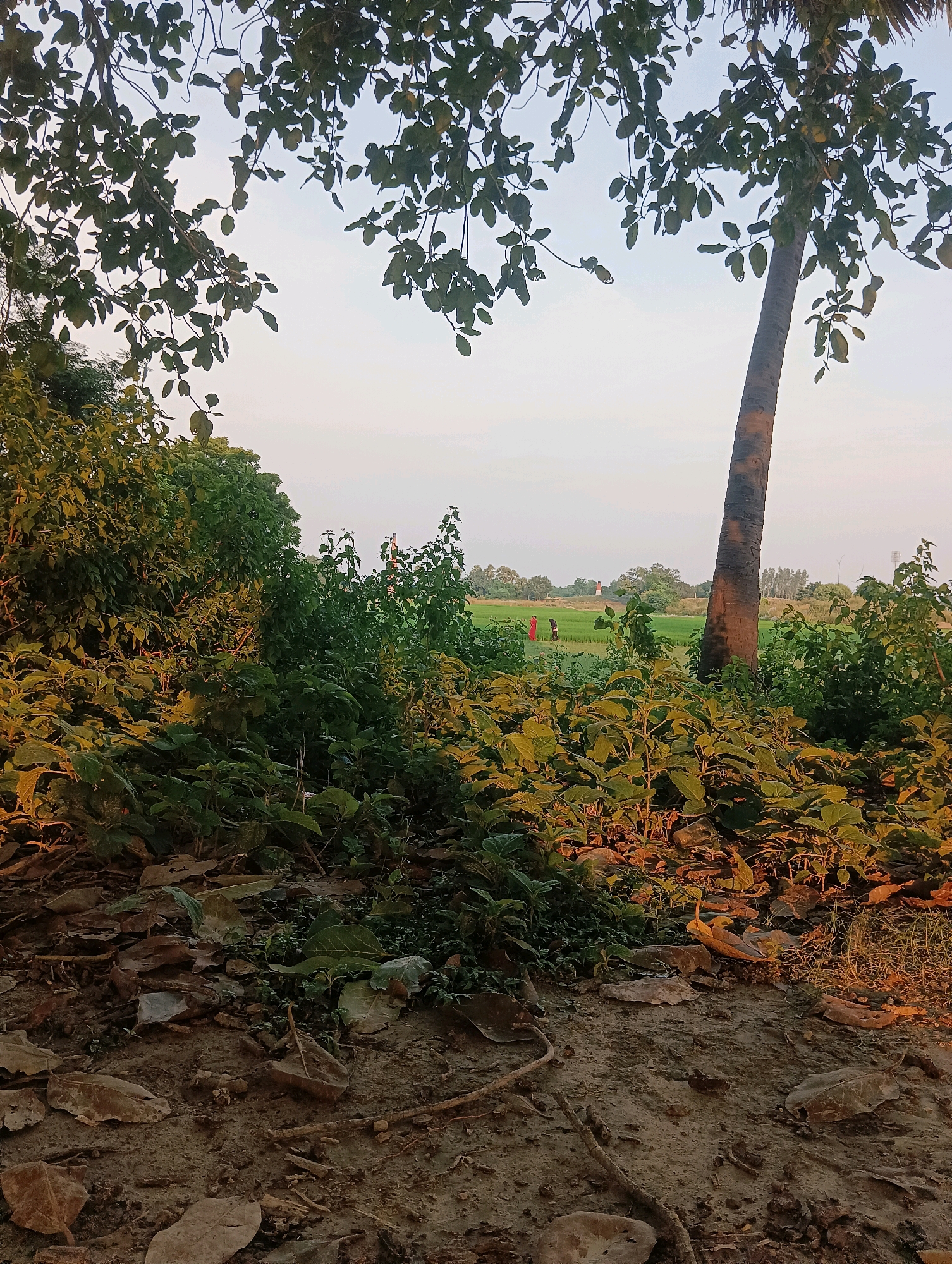 The image depicts a rural outdoor scene in the vicinity of Tilkar, India. The foreground is dominated by dry leaves, dirt, and a few scattered rocks, suggesting an uncultivated area. Immediately behind this, a dense thicket of green and yellow-tinged foliage, possibly shrubs or small trees, occupies the mid-ground, with some areas illuminated by warm, late-afternoon sunlight. A tall, slender palm tree stands prominently to the right of the frame, its trunk textured and its fronds partially visible against a pale, overcast sky. In the distance, a vibrant green agricultural field is visible, with two figures, one wearing a red garment and the other dark clothing, standing amidst the crops. A small, red-and-white structure, possibly a landmark or a communication tower, is also discernable in the far background, along with a line of trees on the horizon. The overall impression is of a tranquil, natural landscape in a rural Indian setting.