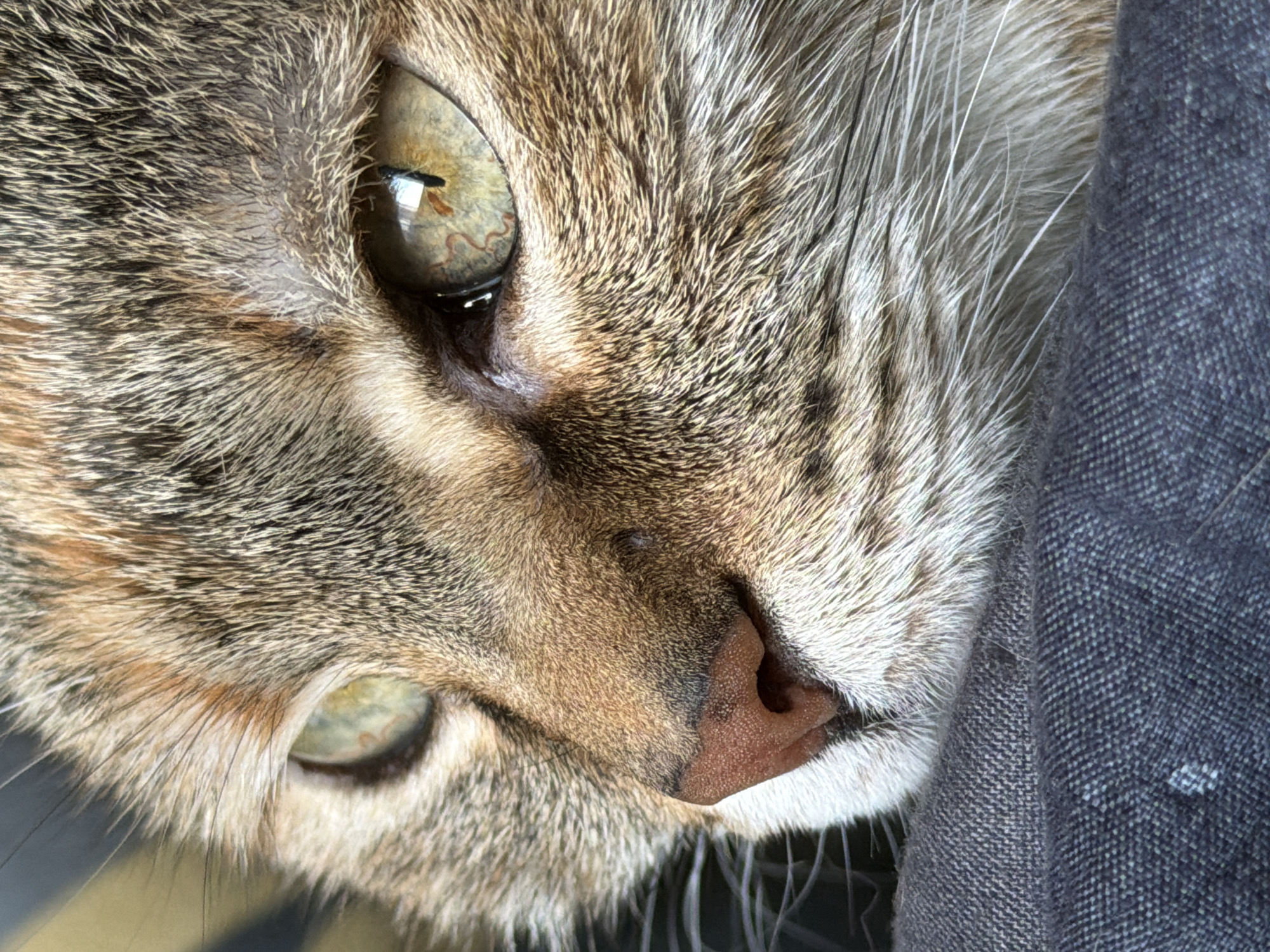 Close-up view of a tabby cat's face. The cat is lying on a dark-colored fabric with visible threads. The cat has green eyes, a pink nose, and striped fur. The photograph is taken at a very close range, focusing on the eye and nose area of the cat. The location of Murino, Russia is not evident from the visual information provided.