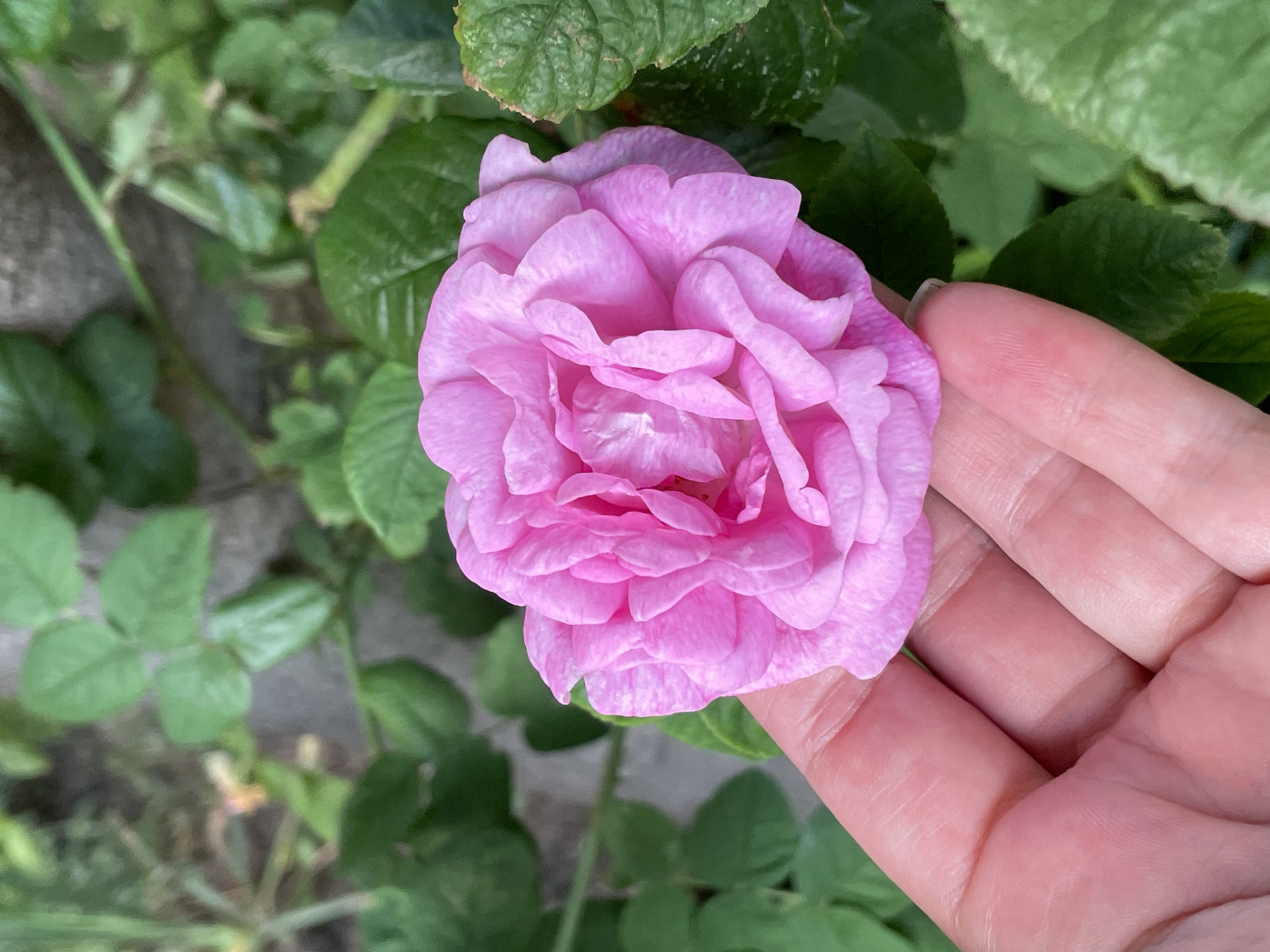 A close-up shot shows a person's hand gently holding a pink rose. The rose is in full bloom with many delicate petals, and it's positioned in the upper right quadrant of the frame. The hand, with visible fingerprints and a faint blush of color, cradles the flower from below. Lush green leaves of the rose bush surround the bloom, providing a vibrant backdrop. The scene appears to be outdoors, with hints of a grey, textured surface, possibly a stone wall or pathway, in the background. The lighting suggests it's daytime, casting soft shadows.