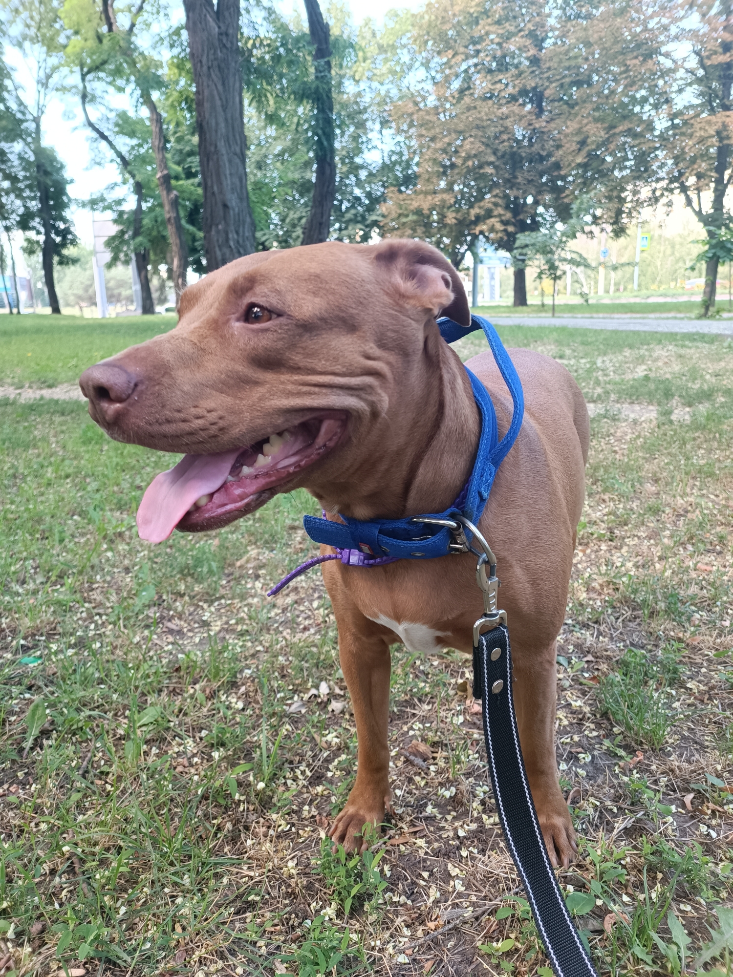 A medium shot captures a brown pit bull in a grassy park. The dog is facing left with its mouth open, panting, and its tongue hanging out. It wears a blue collar with a purple strap and a leash attached. The background features trees, green grass, and a pathway. The lighting suggests daytime. The image was taken in the city of Zaporizhzhia, Ukraine.