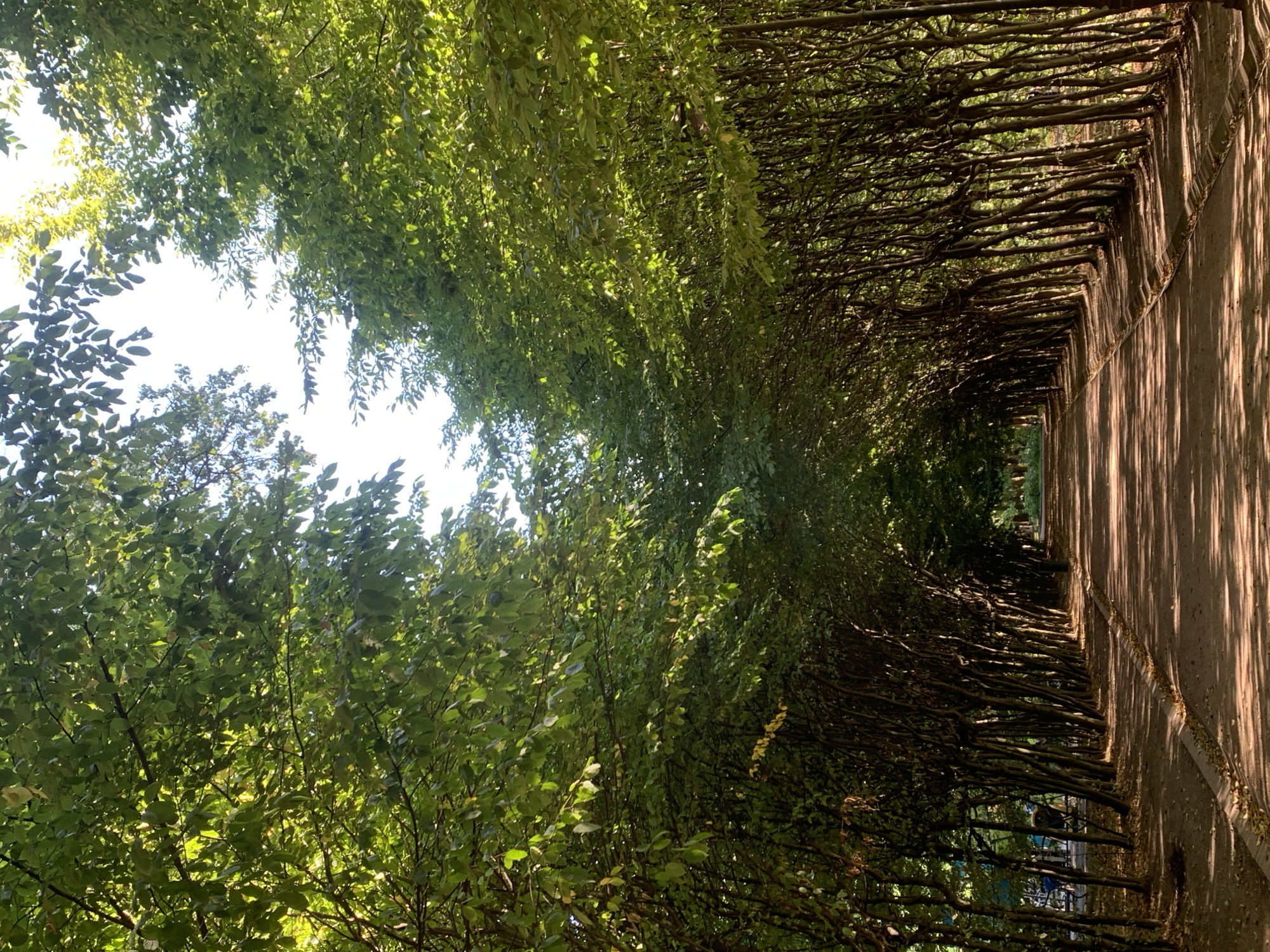 A tree-lined path extends into the distance, forming a natural archway with dense foliage overhead. The path is made of dirt and is dappled with sunlight and shadow. To the left of the path, there are several parked bicycles and a bench, suggesting a public park setting. The trees are tall and slender, with lush green leaves that obscure the sky. The overall impression is one of a serene and shaded walkway. The image is captured from a low angle, emphasizing the overhead canopy of leaves. The location is within the city of Lviv, Ukraine, likely a park or garden area designed for recreation. There are no people visible in the immediate foreground or along the path itself, but the presence of bicycles and a bench suggests it is a place frequented by visitors.