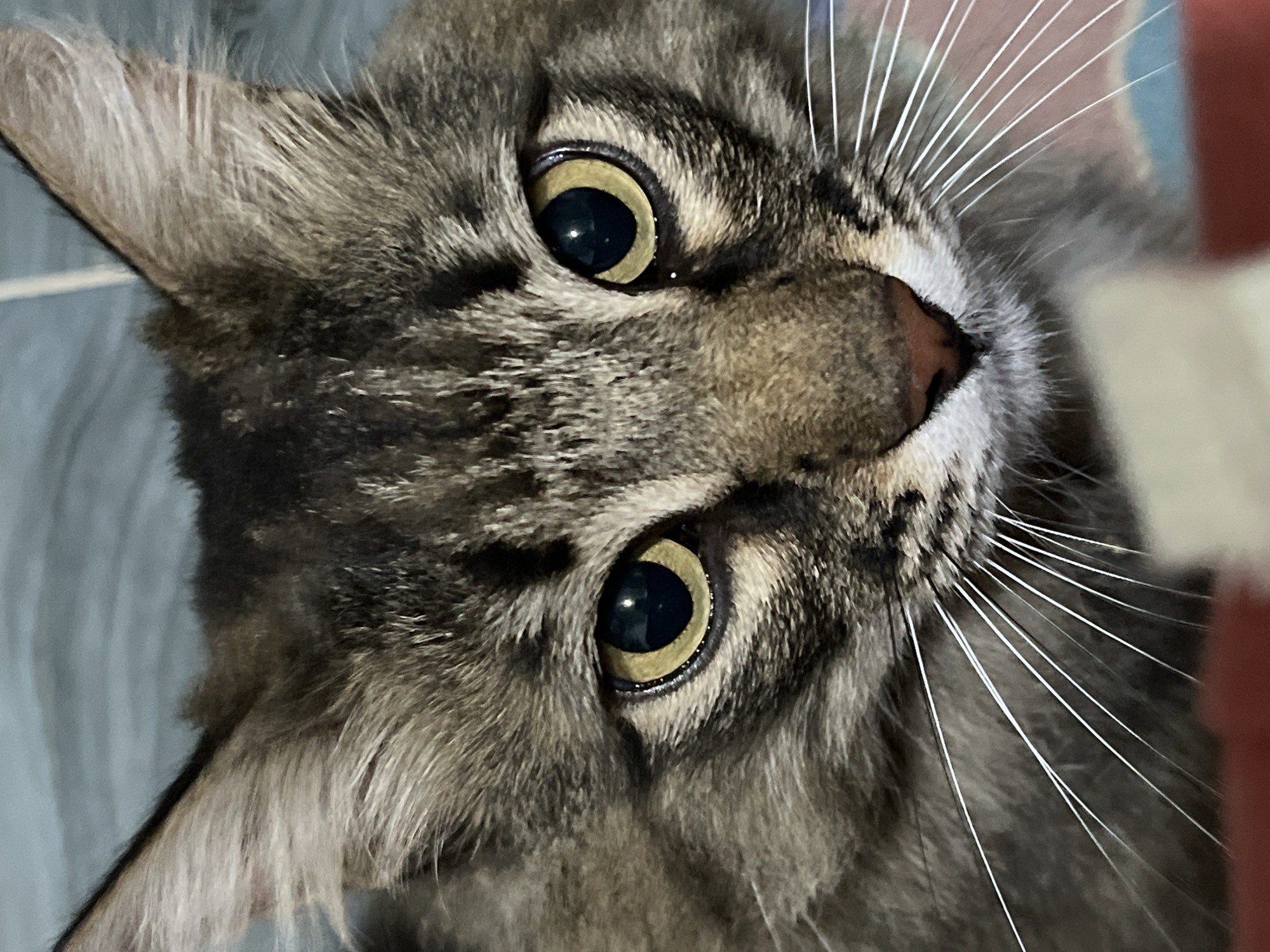 This is a close-up, eye-level photograph of a tabby cat's face. The cat has large, round, yellow-green eyes with dark pupils. Its fur is a mix of brown, black, and gray tabby markings, with prominent white whiskers fanning out from its muzzle. The cat's nose is pinkish-brown. The background is out of focus and appears to be a textured surface, possibly a blanket or fabric, with hints of blue, white, and red. The image was taken in the city of Krasnyye Barrikady, Russia.