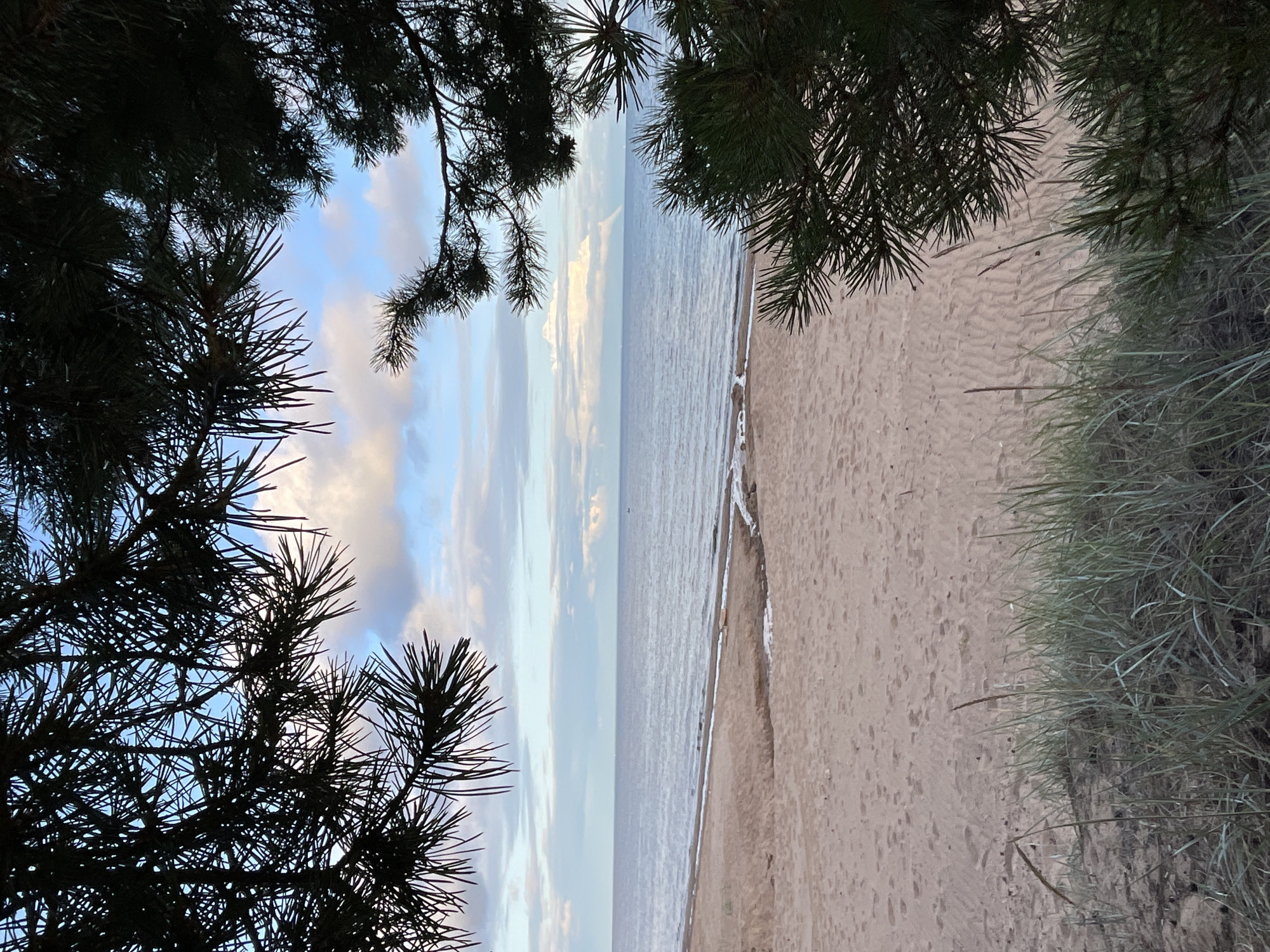 A serene view of a sandy beach and the sea is framed by dark pine branches in the foreground. The beach is mostly empty, with subtle footprints and ripples in the sand indicating recent activity. Some sparse, green grass grows along the edge of the sand dunes. The calm sea stretches to the horizon, where it meets a sky filled with soft, scattered clouds, tinged with pastel colors from what appears to be either sunrise or sunset. The water is a tranquil shade of blue-grey, reflecting the sky above. In the distance, a faint rainbow-like atmospheric phenomenon can be seen over the sea. The scene suggests a peaceful natural environment, likely on the coast of Zelenaya Roshcha, Russia, characterized by its pine forests and proximity to the sea.